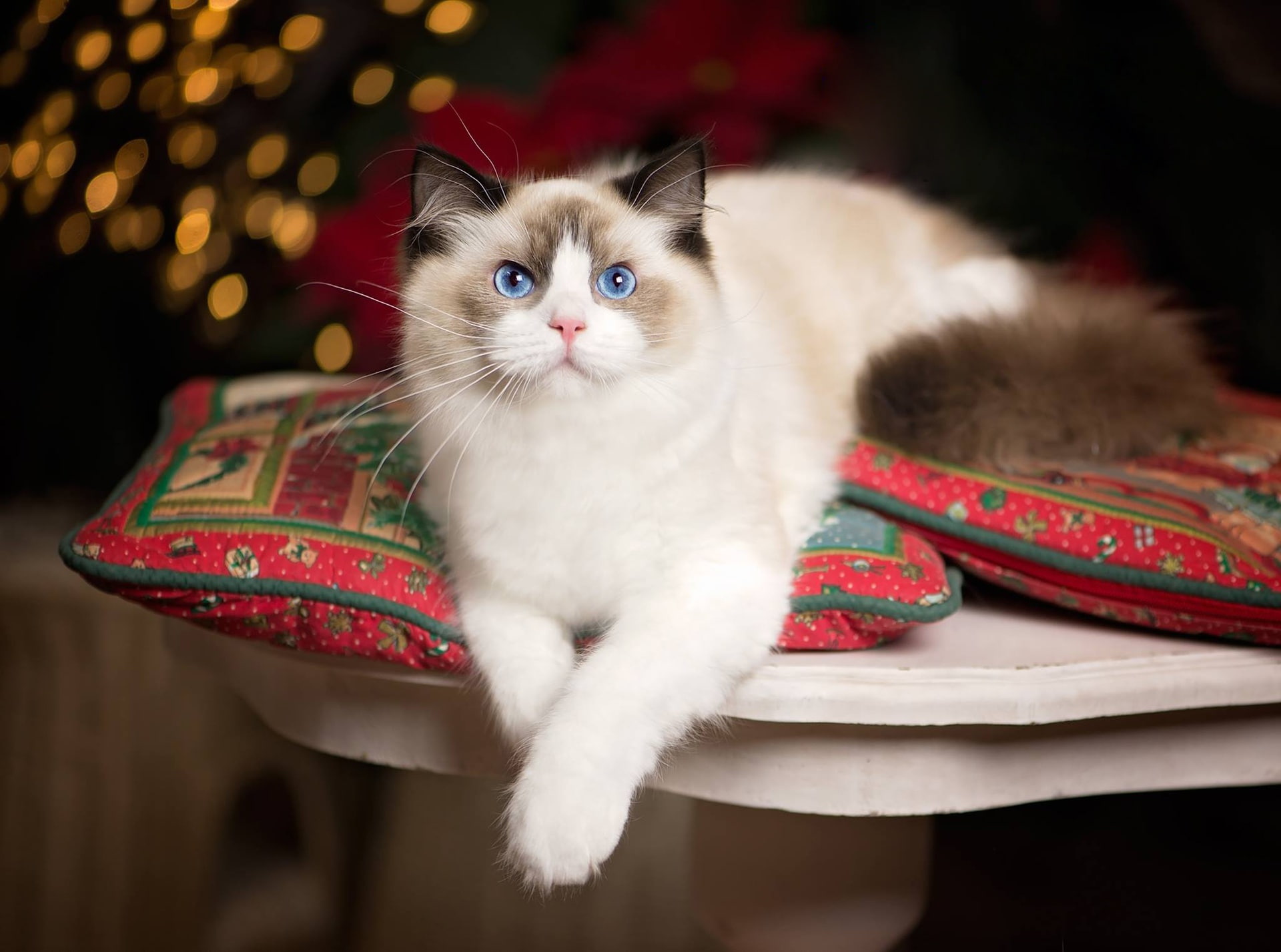 legs, pillow, cat, 1080P, look, Ragdoll, blue eyes, HD Wallpaper