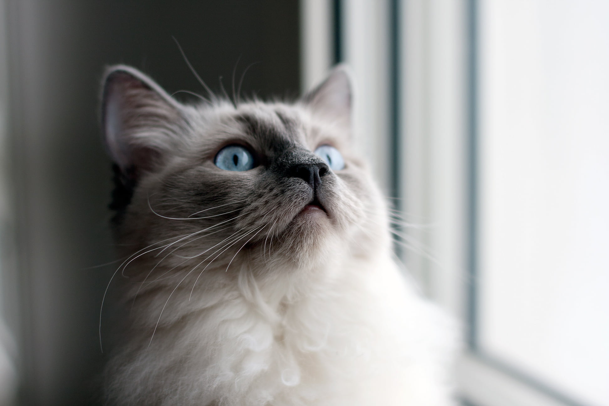 looking, cute, ragdoll, cat, animal, Tesla, window, pets, blue, blue cat, near, 1080P, eyes, domestic Cat, blue eyes, HD Wallpaper