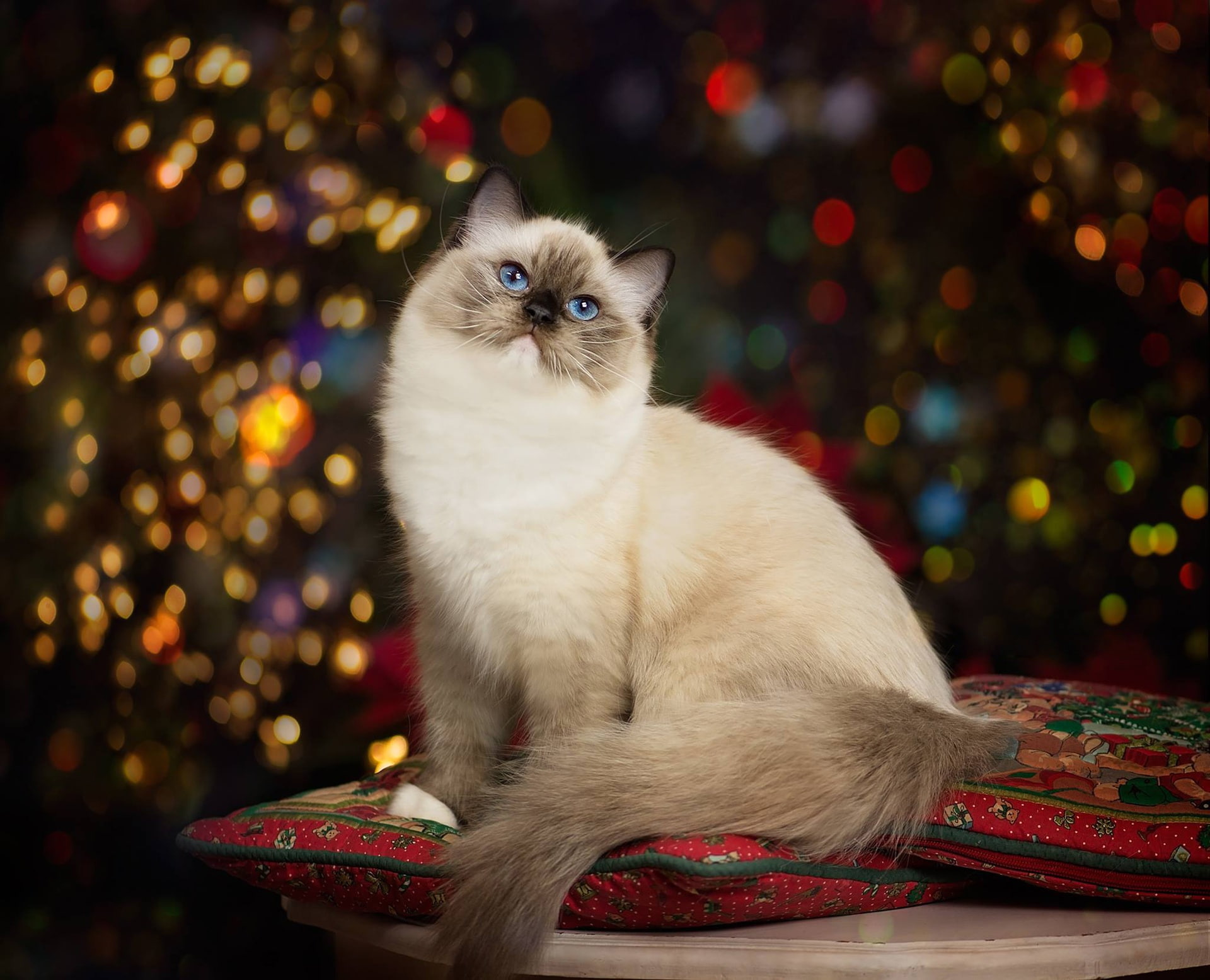 pillow, portrait, blue eyes, Ragdoll, beauty, bokeh, 1080P, cat, HD Wallpaper