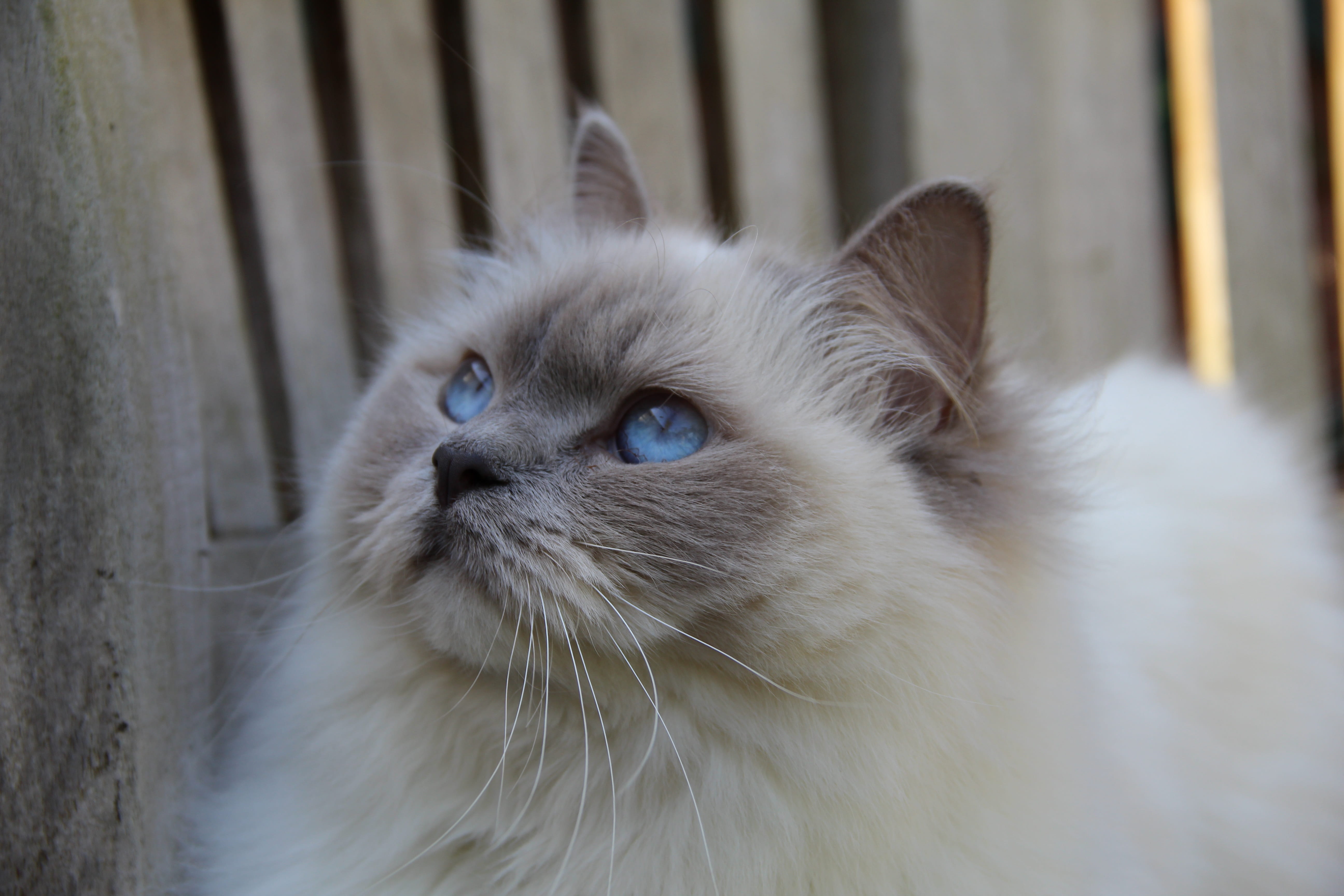 one animal, animal hair, mammal, hair, ragdoll, contemplation, relaxation, animal body part, no people, feline, looking, close-up, animal, animal eye, long, HD Wallpaper