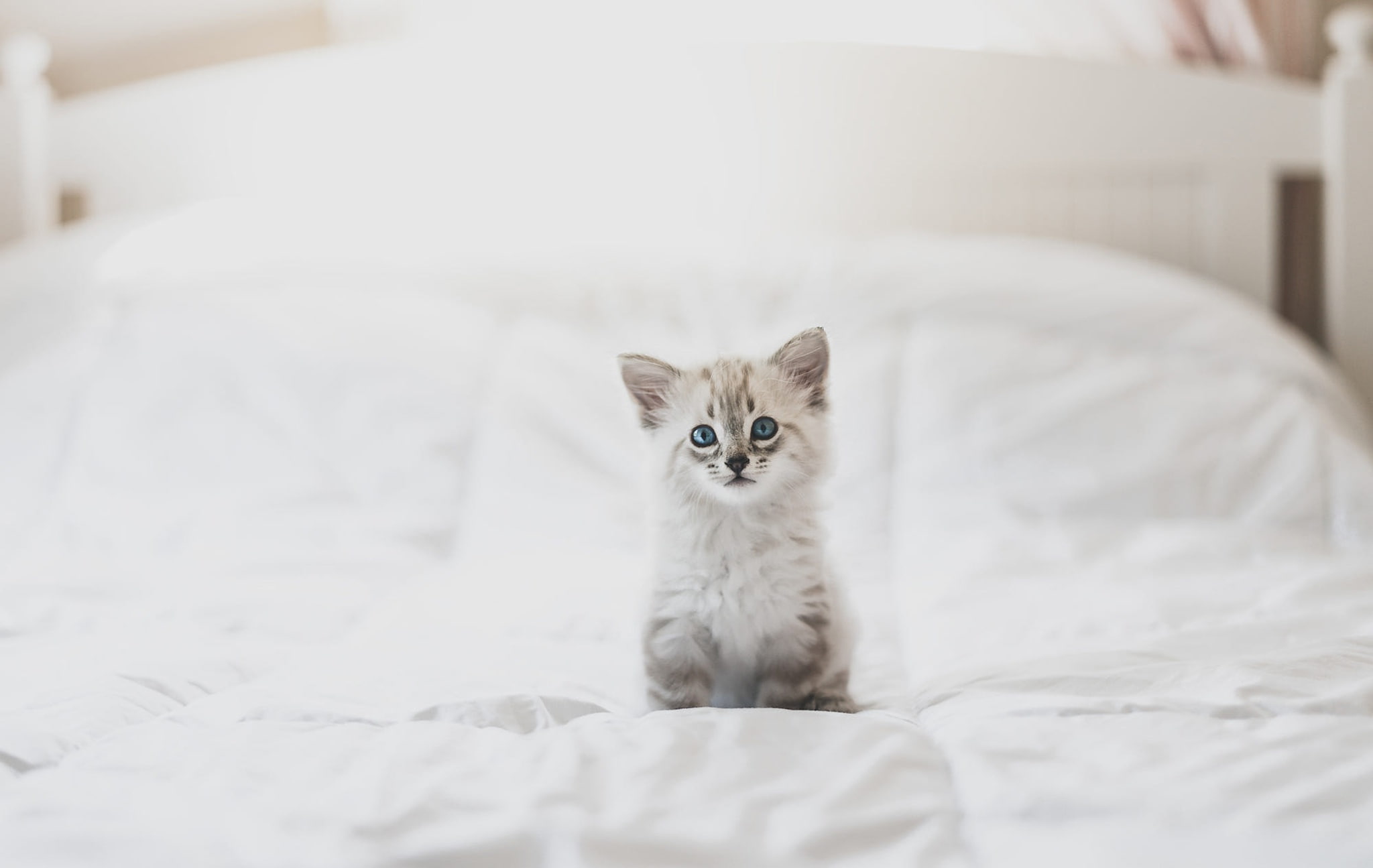 baby, light, room, cute, look, blue-eyed, bed, pose, kitty, white, blanket, 1080P, sitting, kisik, ragdoll, background, color-point, HD Wallpaper