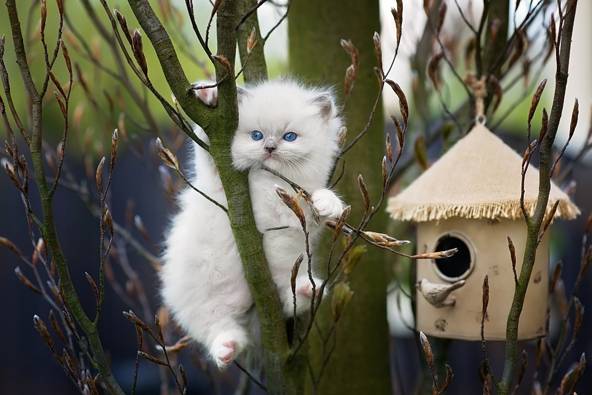 birdhouse, nature, kitty, spring, animal, branches, 1080P, kidney, Monica Quilt, Ragdoll, HD Wallpaper