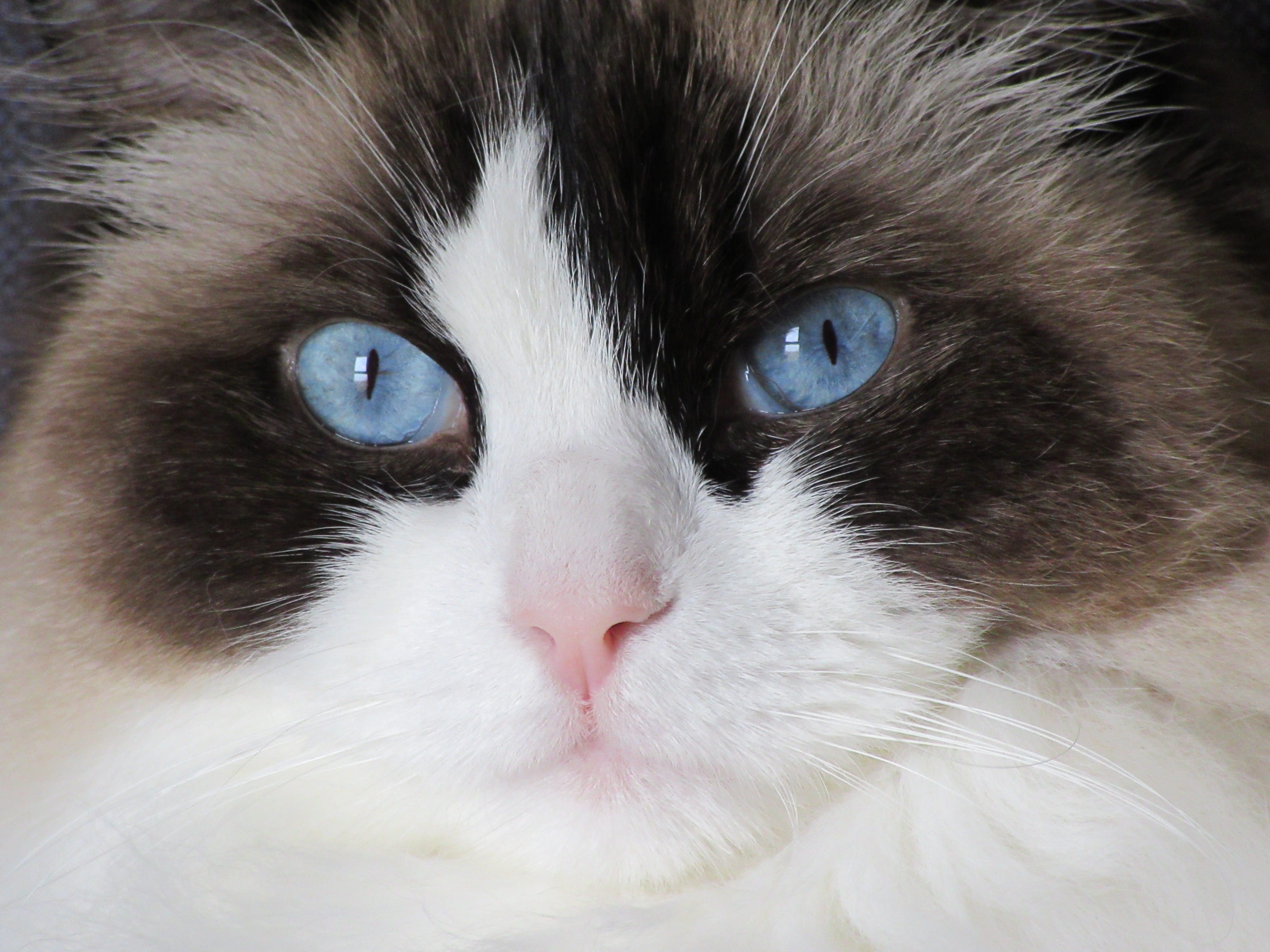 look, whisker, domestic animals, animal mouth, cat, one animal, blue, portrait, looking, camera, domestic, domestic cat, ragdoll, animal body part, pets, HD Wallpaper