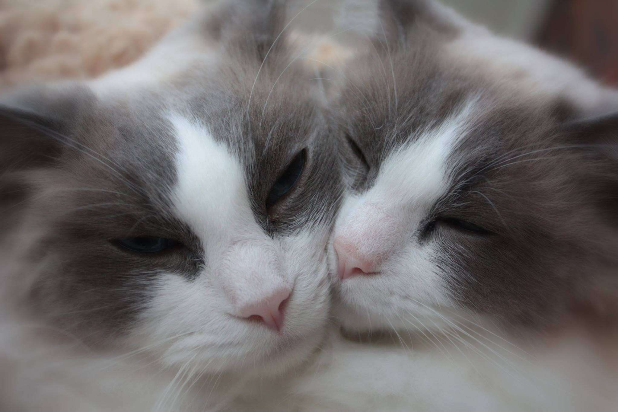 purebred, cats, adorable, one animal, animal body part, focus on foreground, feline, relaxation, animal head, eyes closed, close-up, sleeping, sisters, HD Wallpaper