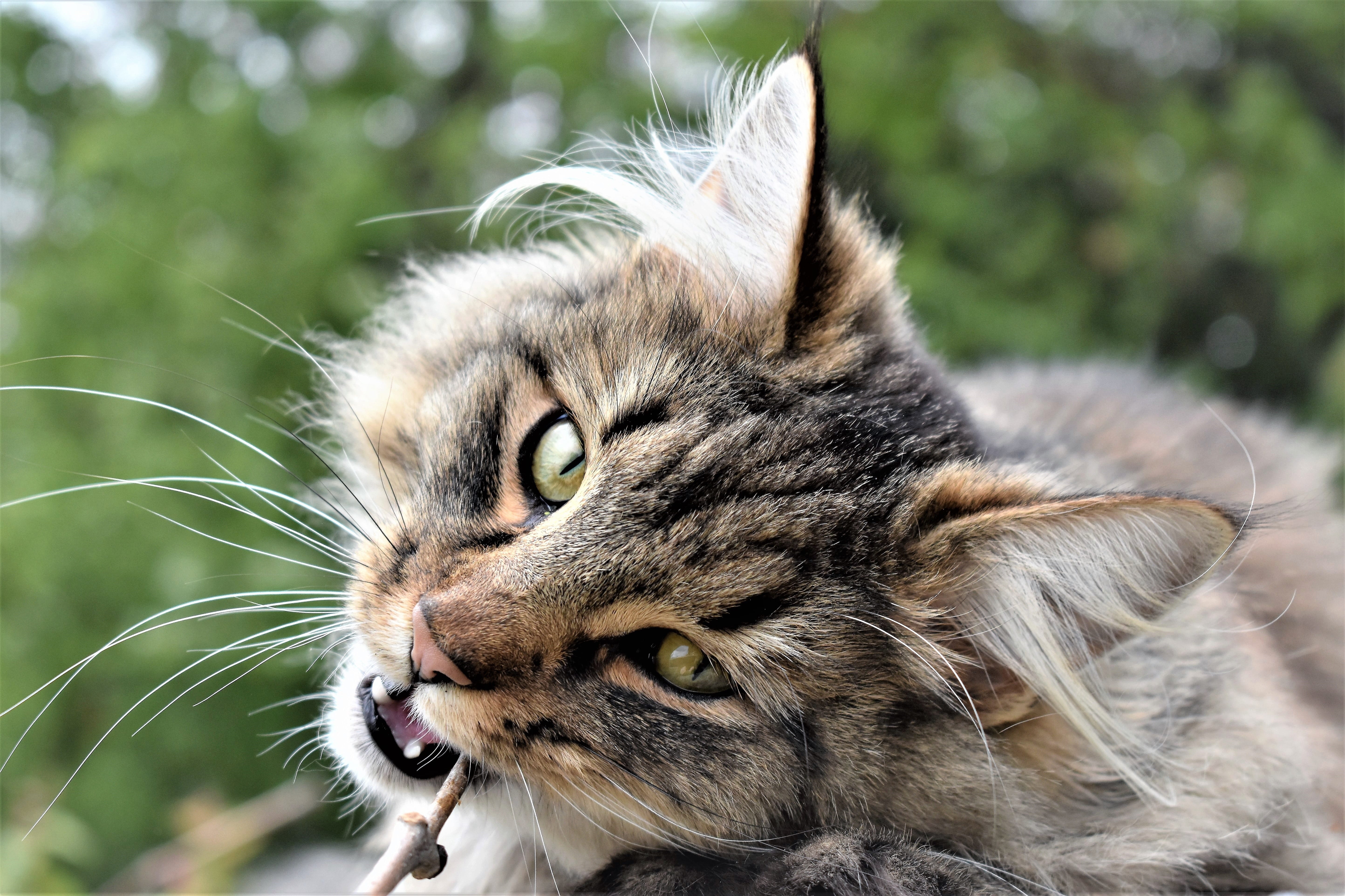 looking away, animal themes, animal head, cats eyes, head, whisker, wildcat, forest cat, neighbors cat, animal, focus on foreground, tabby, cat, domestic animals, HD Wallpaper