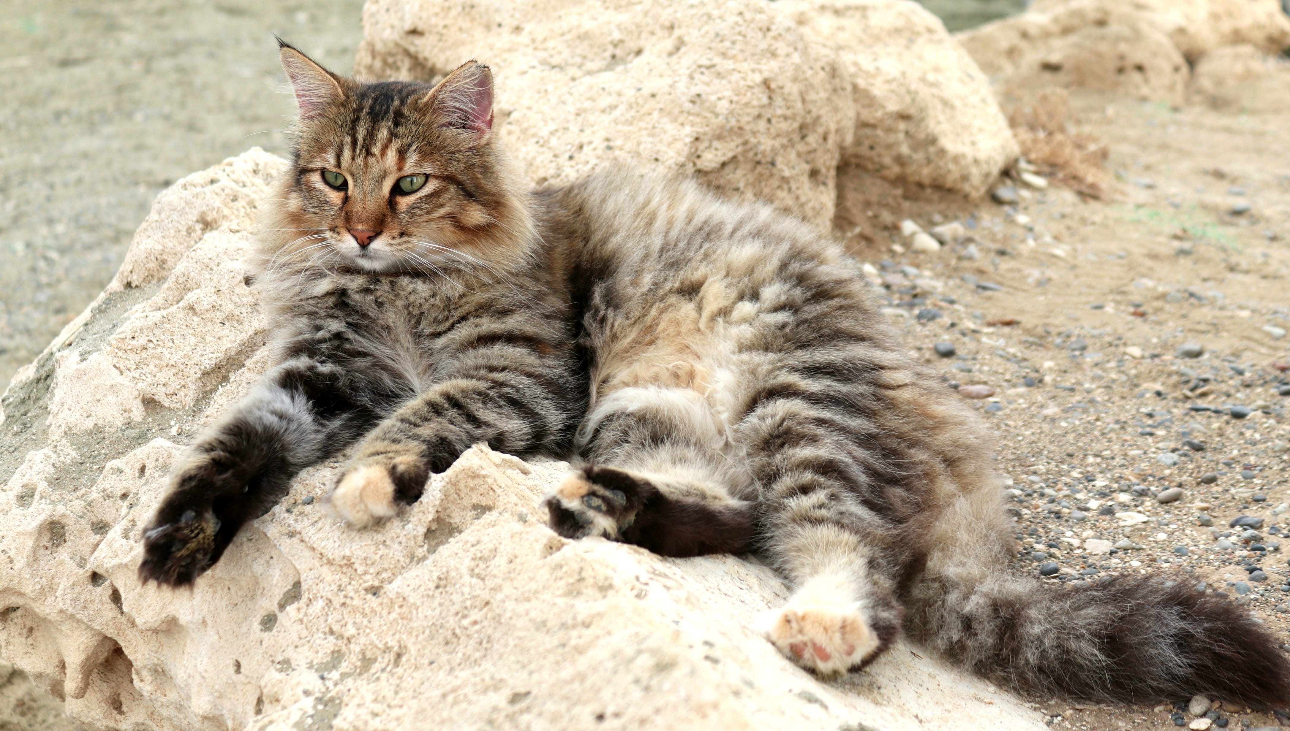 mammal, domestic, young animal, one animal, concerns, vertebrate, pets, domestic cat, relaxation, beach, 4K, nature, day, lying down, beautiful, animal photography, HD Wallpaper