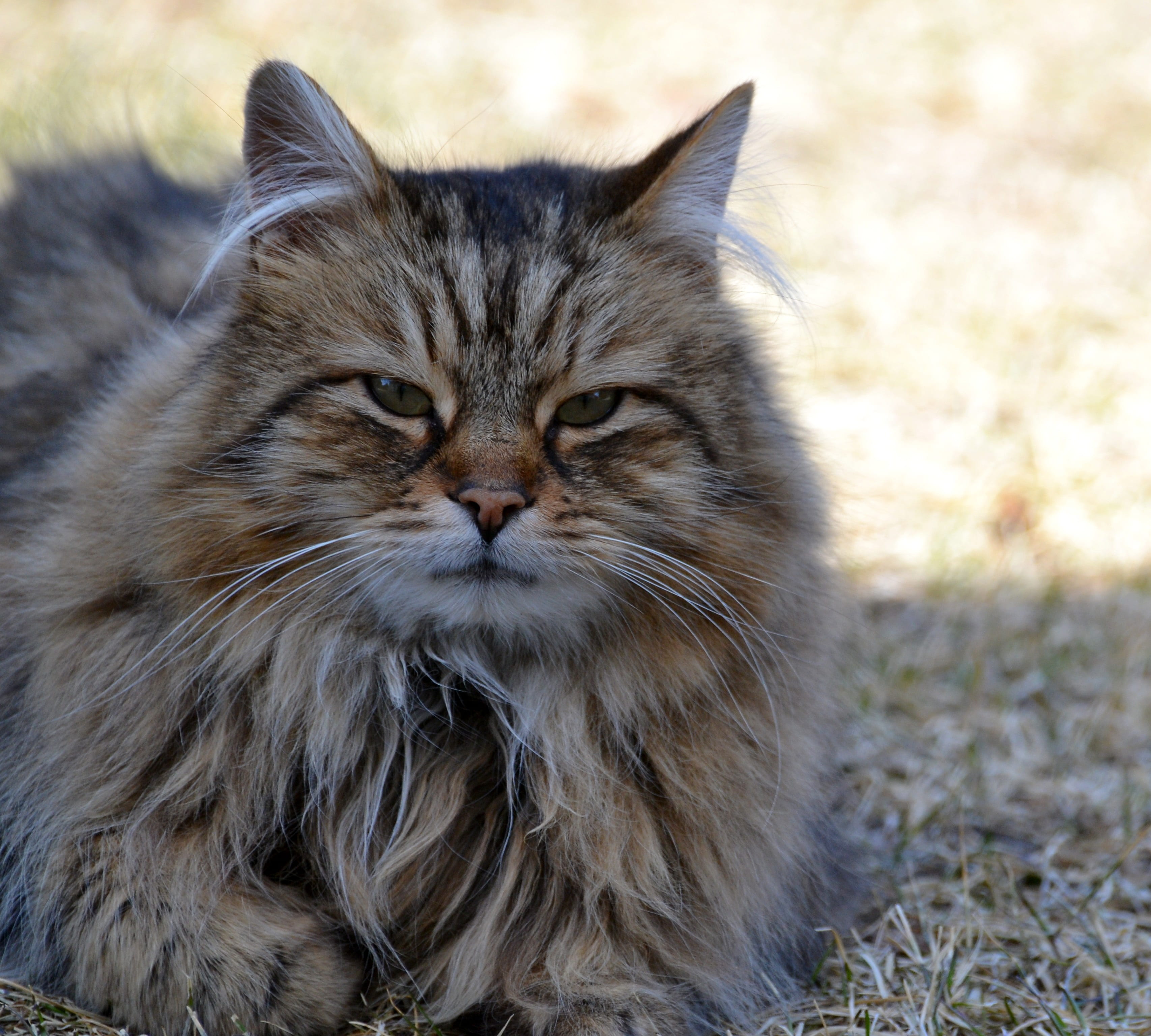 no people, relaxation, animal eye, mammal, portrait, whisker, focus on foreground, one animal, animal themes, longhair, feline, vertebrate, close-up, pets, HD Wallpaper