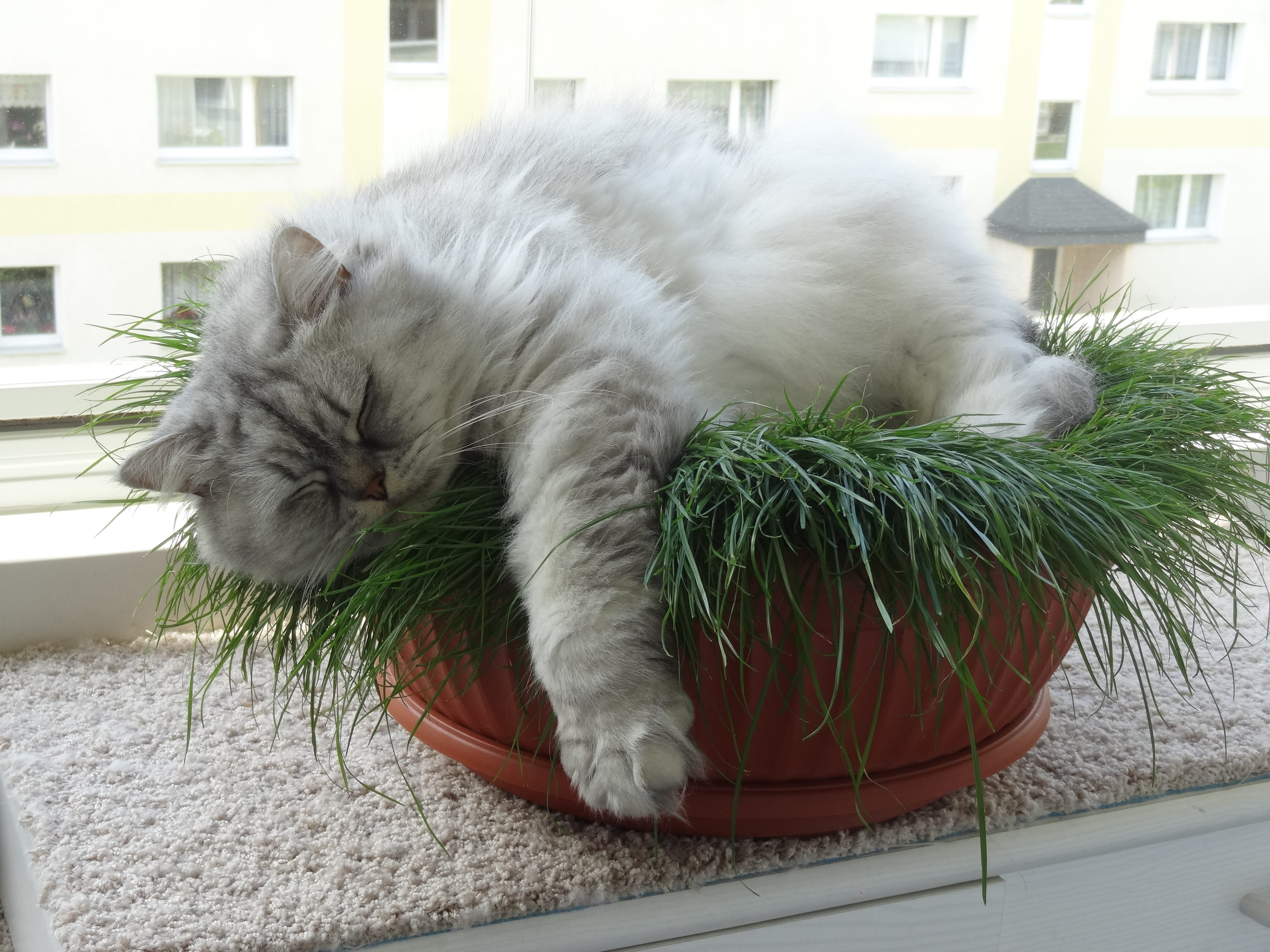 one animal, animal themes, rest, green, whisker, adidas, day, mammal, no people, architecture, cat, gray, feline, feel at home, pets, animal, persian cat, HD Wallpaper