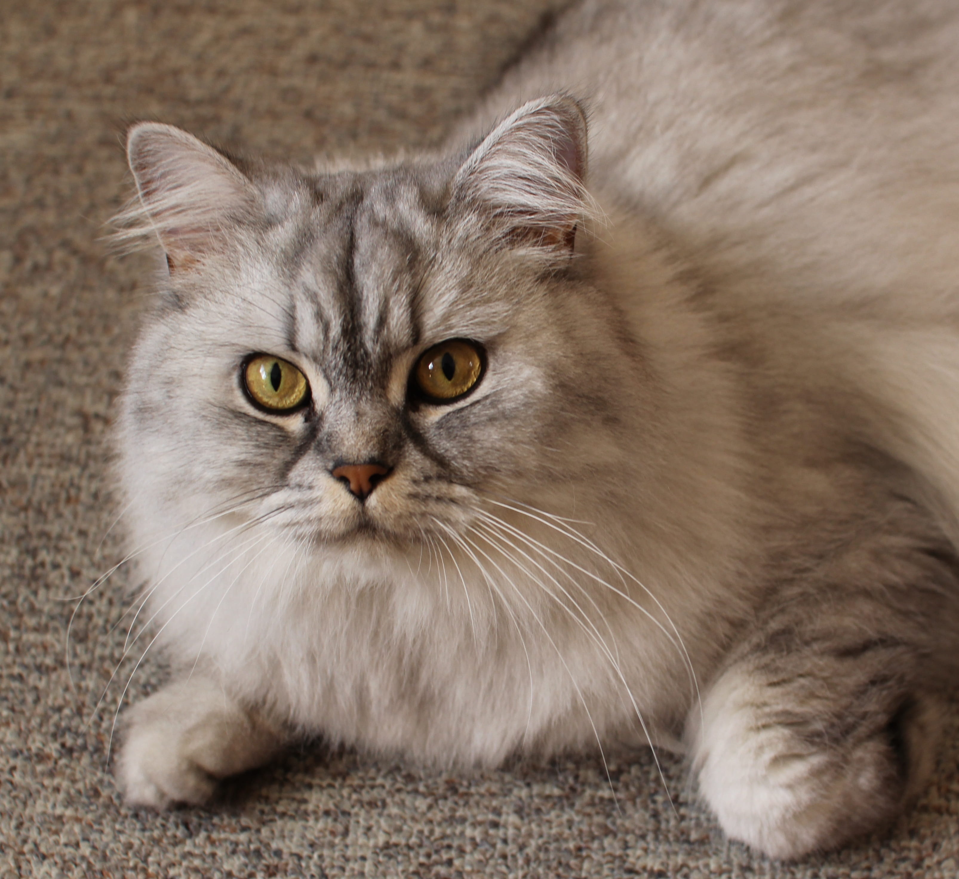 cat, mammal, maine coon cat, domestic, portrait, one animal, view, no people, pets, textile, feline, eyes, adidas, close-up, gray, domestic cat, animal eye, HD Wallpaper