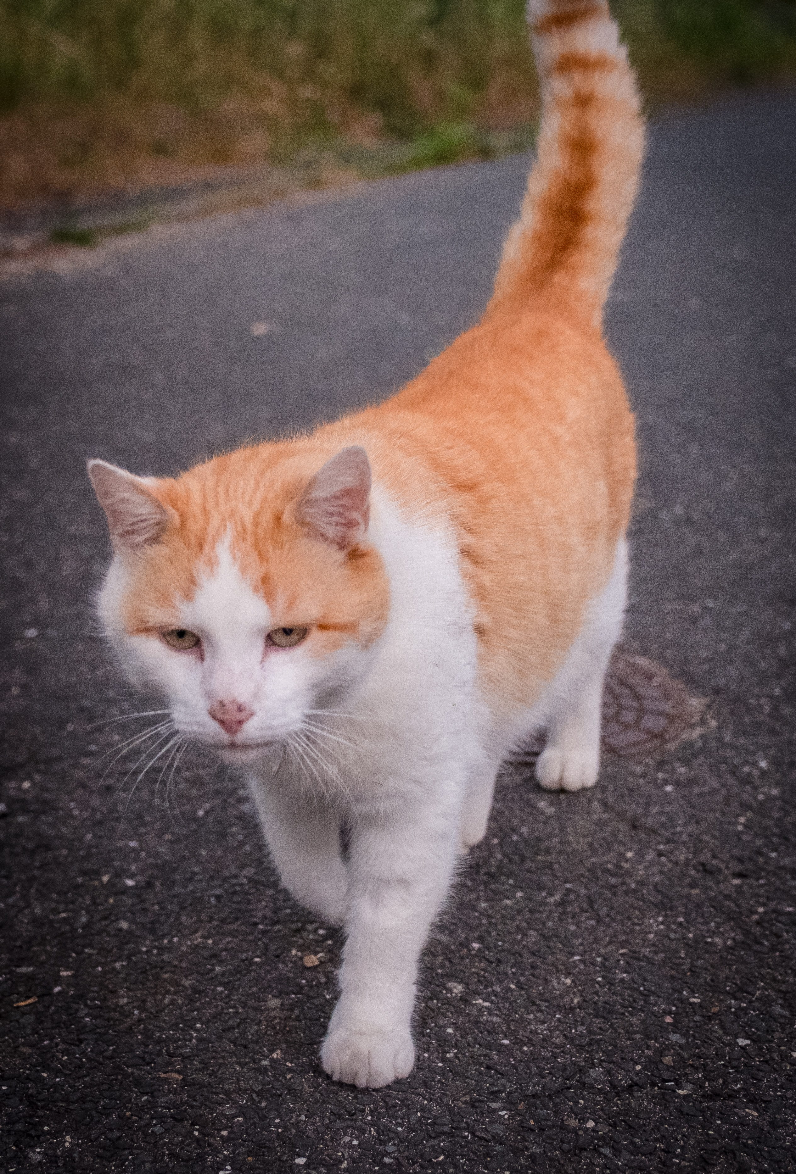 portrait, no people, playful, city, white, vertebrate, mieze, domestic animals, street, transportation, day, mammal, whisker, pet, feline, footpath, pets, Phone HD Wallpaper