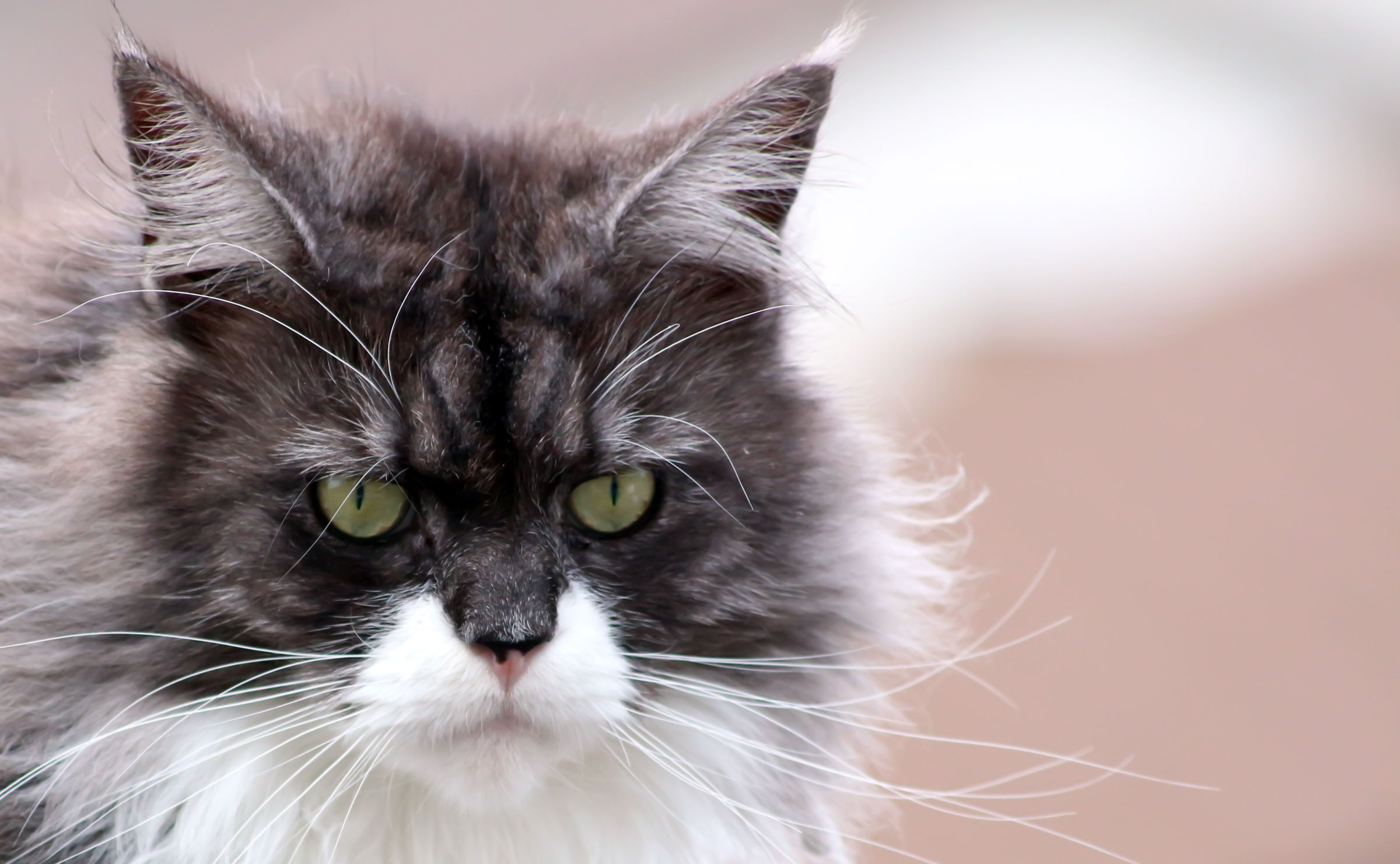 relax, longhair cat, kitten, animal, cute cat, looking at camera, cute, animal head, cat face, cat, animal Eye, domestic, vertebrate, cats eyes, camacho, HD Wallpaper