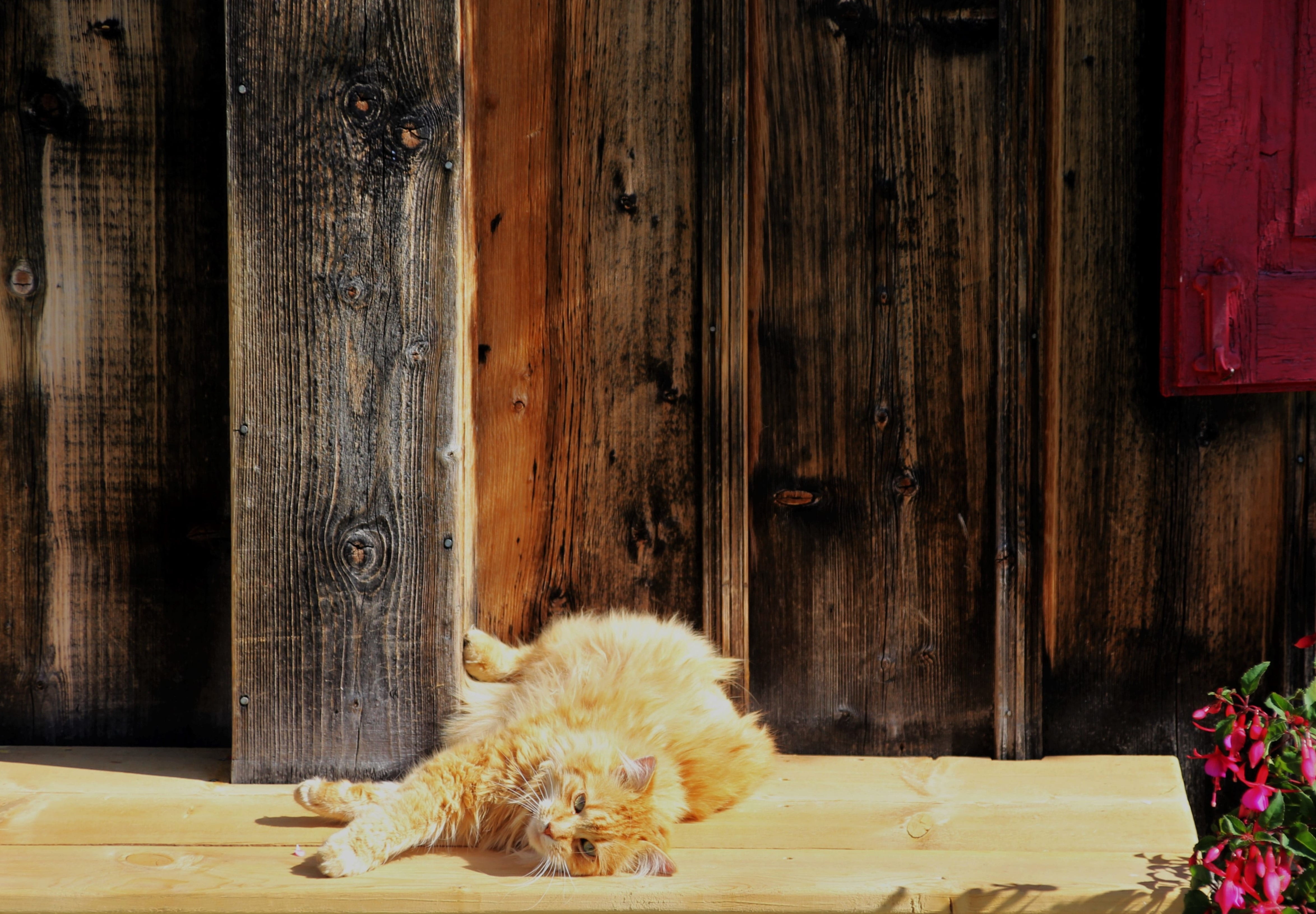 domestic cat, wood - material, animal themes, domestic animals, entrance, mackerel, pet, lying down, vertebrate, one animal, flooring, canine, mammal, cat, HD Wallpaper