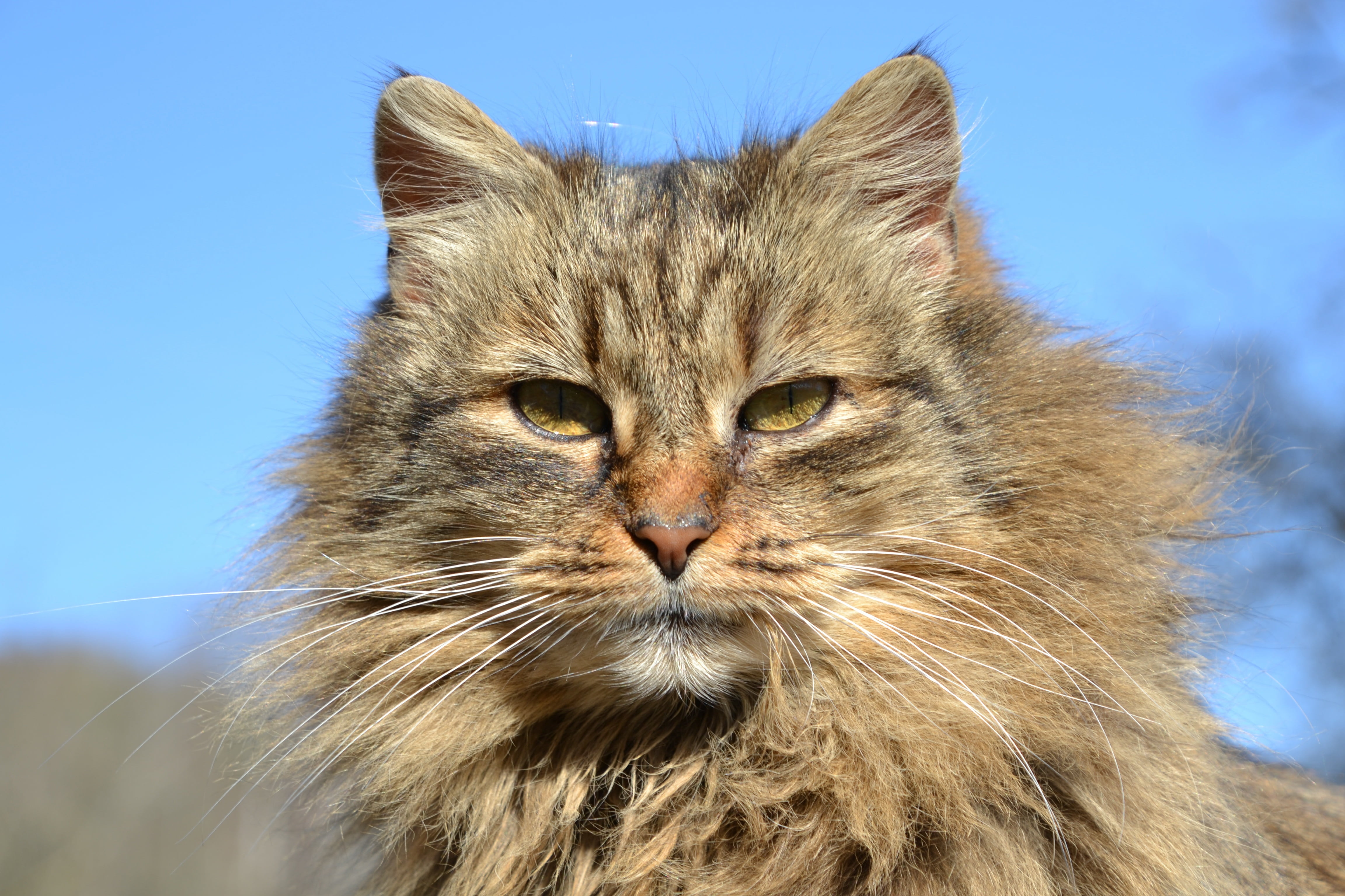 animal eye, yellow eyes, tabby, domestic animals, domestic, wildlife photography, portrait, grey, 4K, curious, mackerel, close-up, animal hair, domestic cat, HD Wallpaper