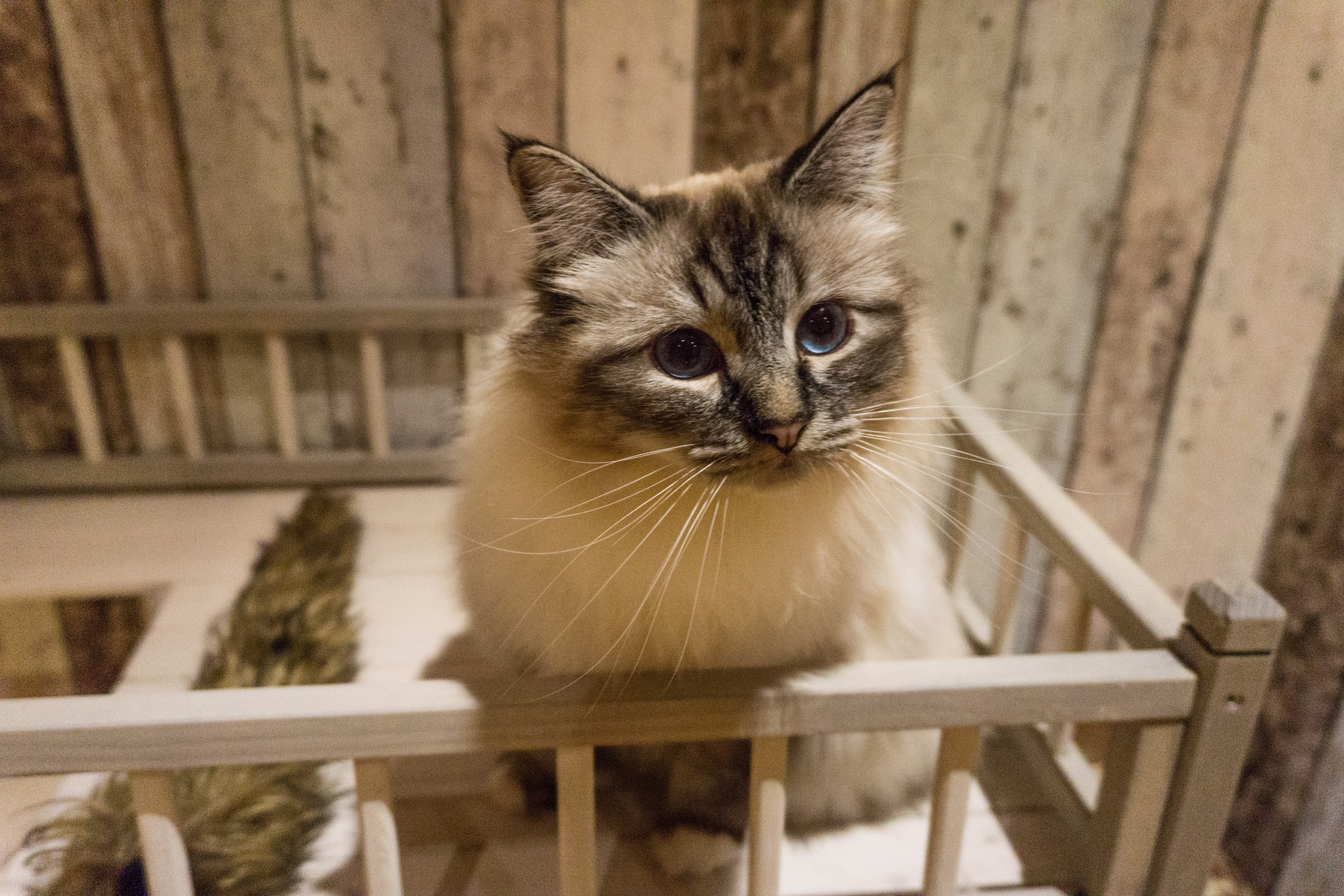 mammal, 5K, pet, cat, domestic, looking at camera, seat, playful, focus on foreground, smooch, domestic animals, love, animal themes, vertebrate, indoors, HD Wallpaper