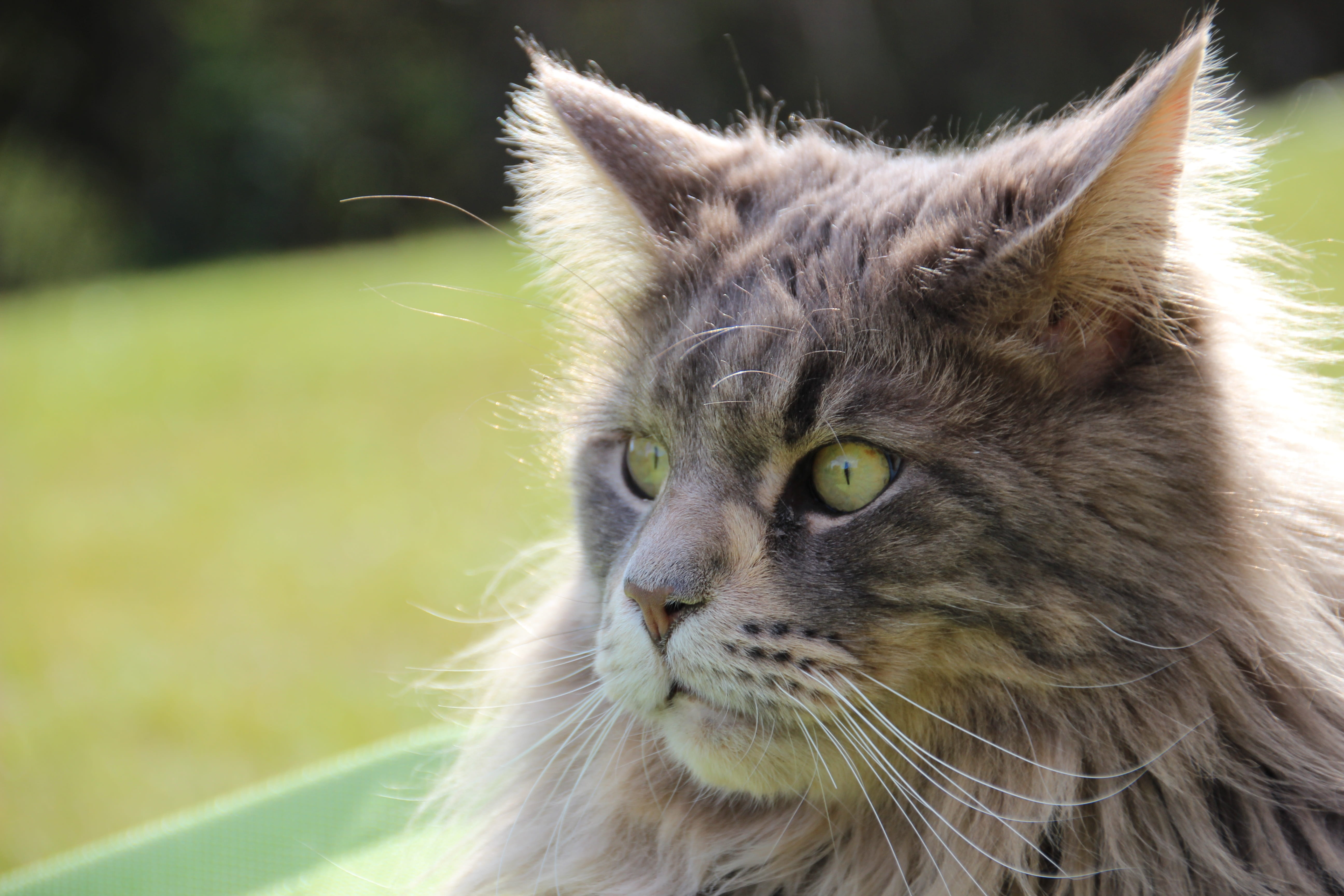 pets, close-up, animal, vertebrate, animal eye, domestic cat, longhair cat, animal body part, mammal, mackerel, cat, one animal, close, main coon, 5K, HD Wallpaper