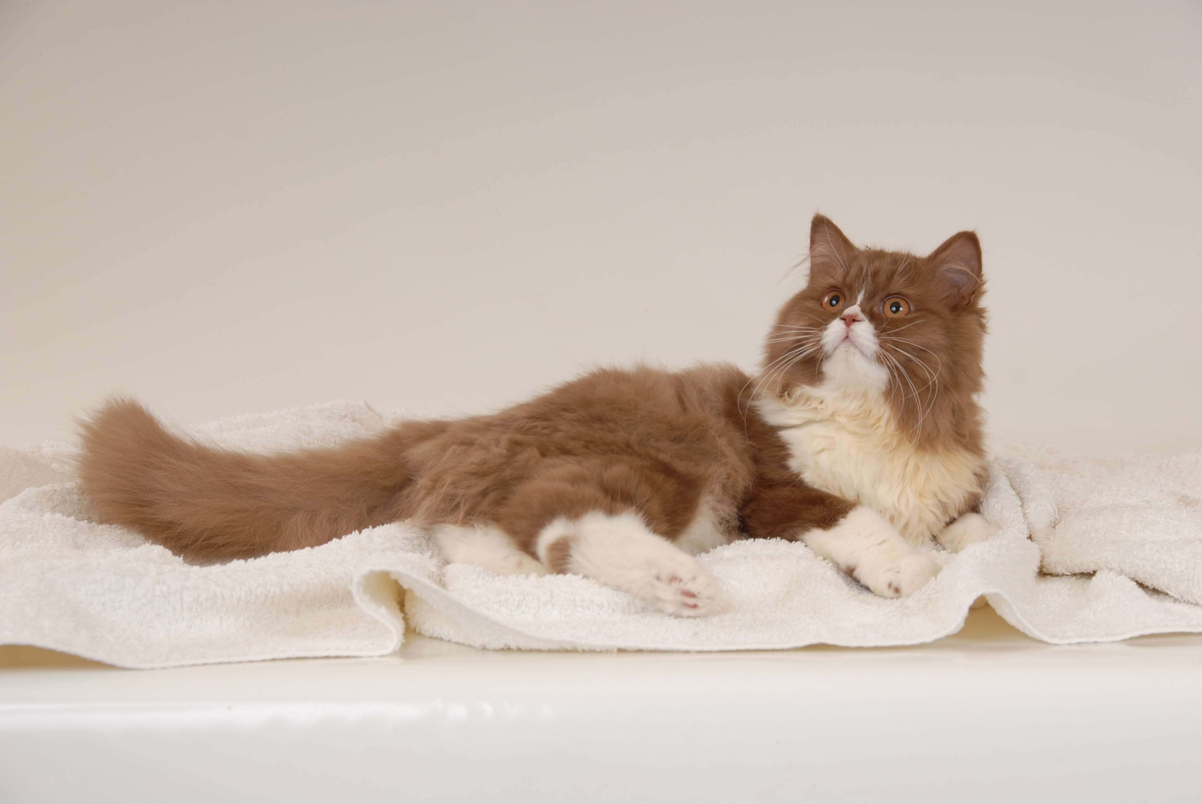 vertebrate, brit, 4K, full length, portrait, cat, whisker, sitting, german longhaired pointer, mammal, indoors, domestic cat, domestic animals, feline, HD Wallpaper