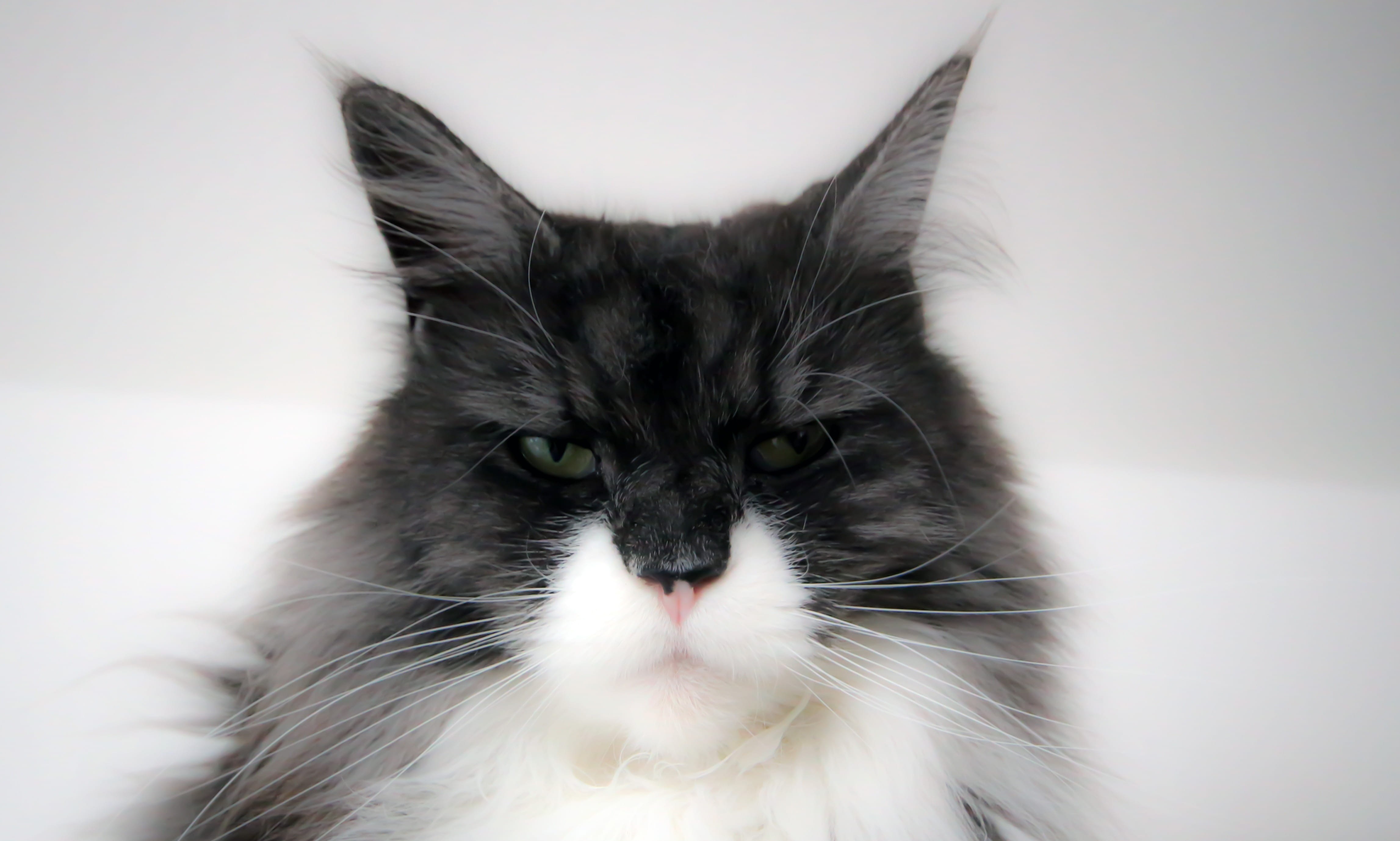 maine, close-up, cat face, looking at camera, feline, domestic, animal themes, coon, long, no people, cat, cool, longhair cat, indoors, pets, animals, domestic cat, HD Wallpaper
