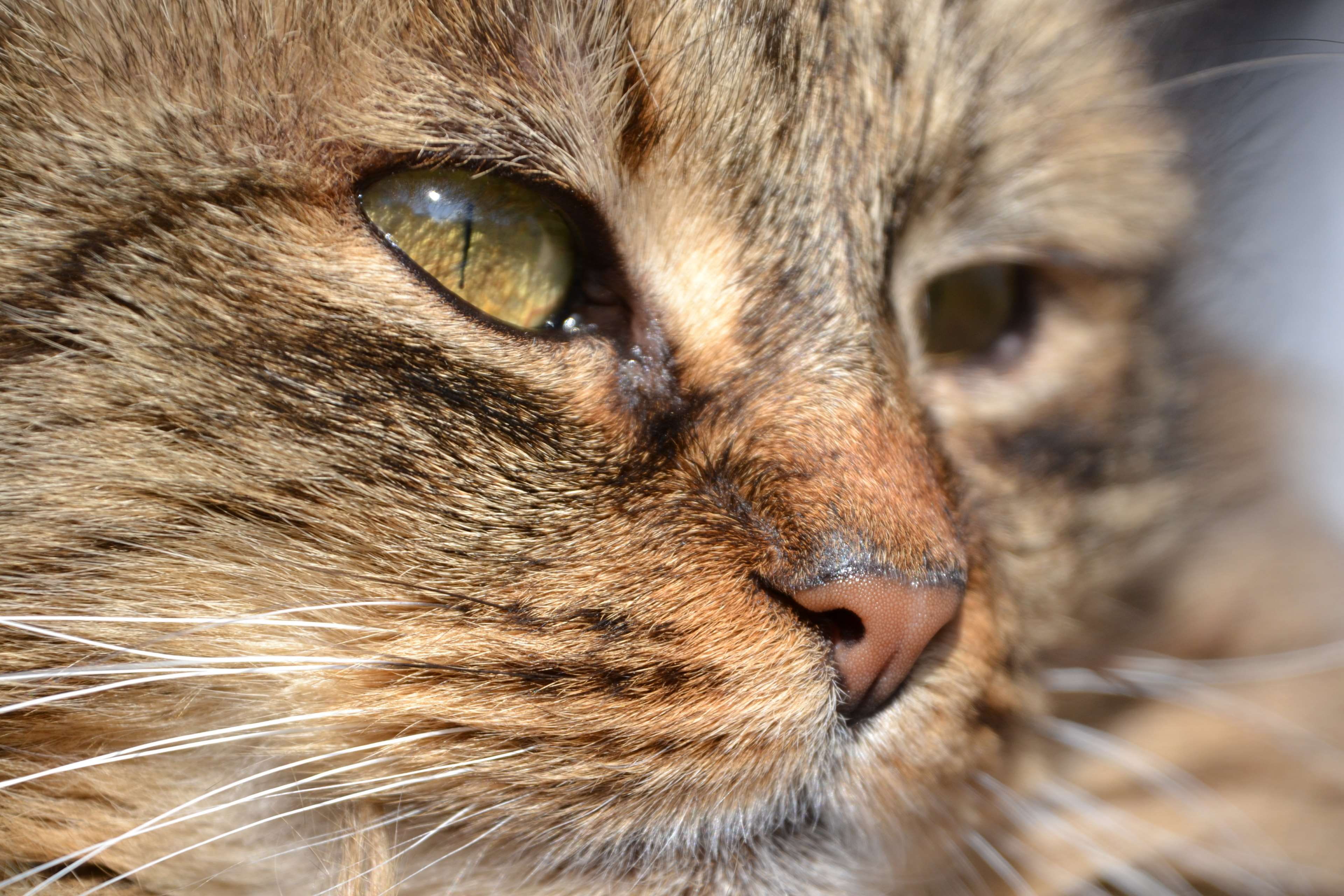 domestic, eye, mackerel, german longhaired pointer, portrait, animal eye, feline, mieze, 4K, animal, mammal, animal head, animal nose, vertebrate, tabby, HD Wallpaper