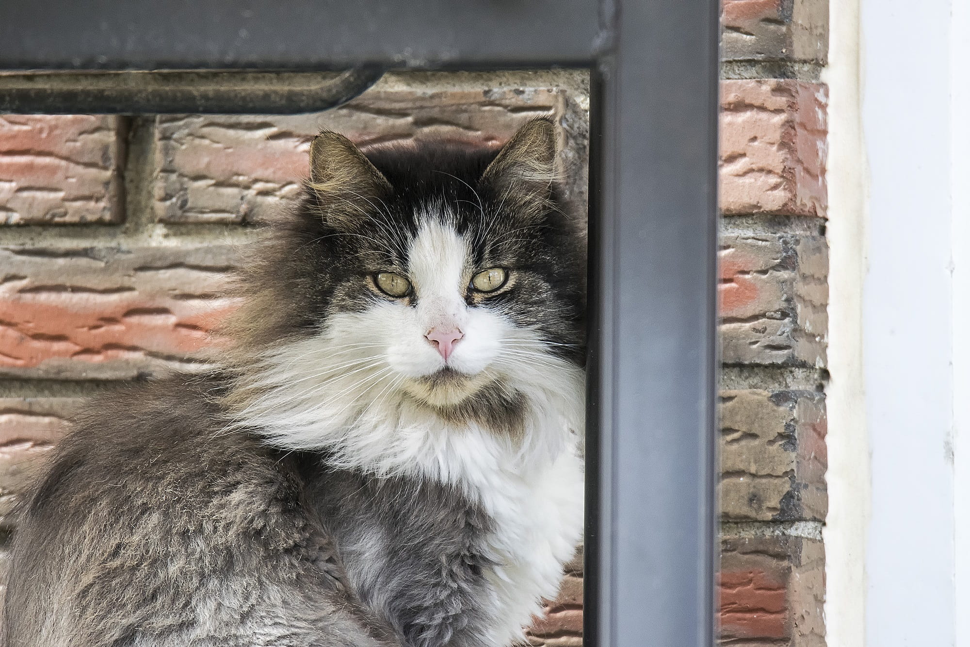 close-up, eyes, framed, sitting, looking, animal, outdoors, Portrait, mammal, domestic Cat, Domestic, one animal, furry, close up, head, domestic animals, HD Wallpaper