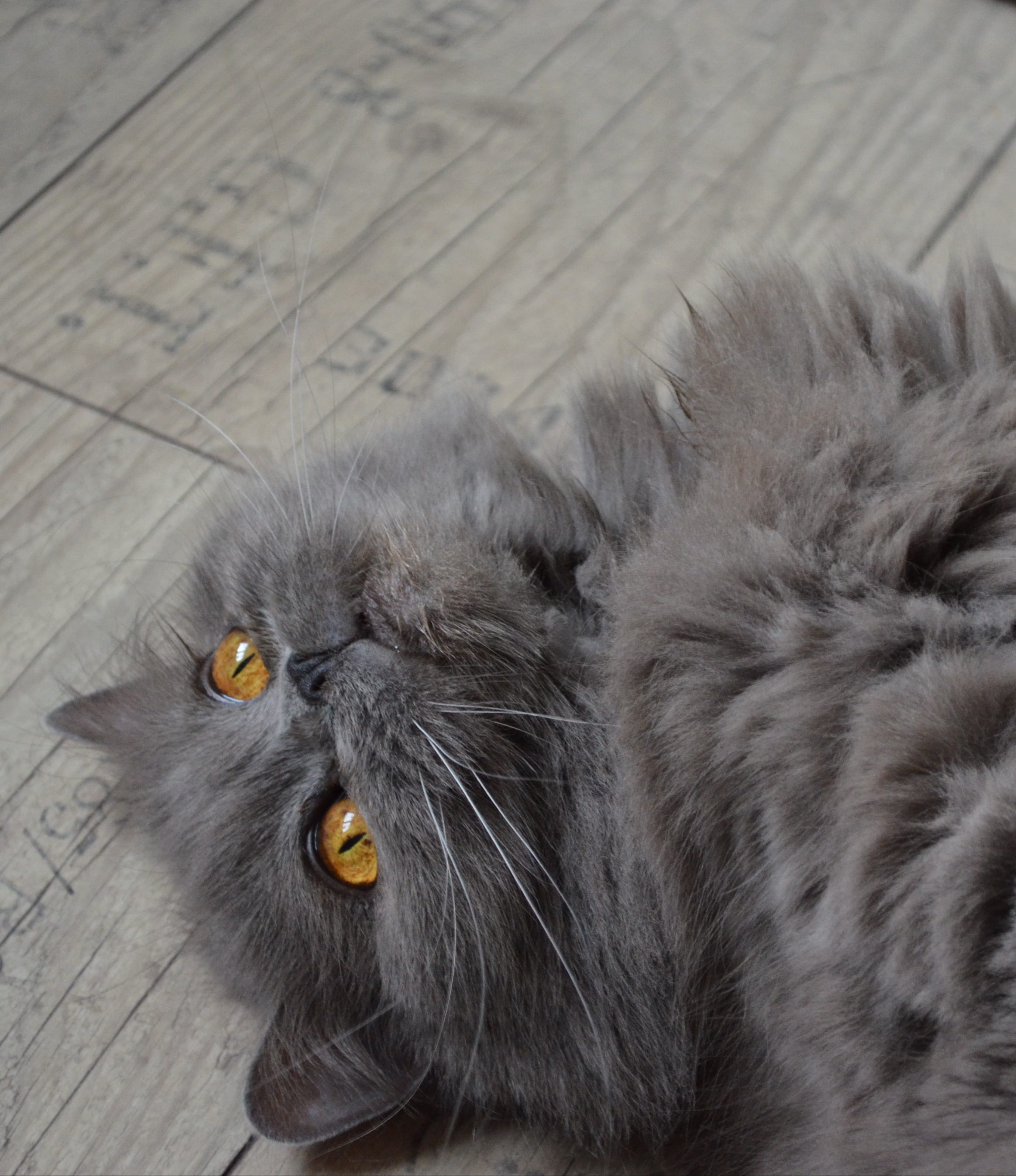 focus on foreground, feline, one animal, animal themes, high angle view, no people, maine coon cat, animal, cat, highlander, mammal, coated, blue, flooring, Phone HD Wallpaper
