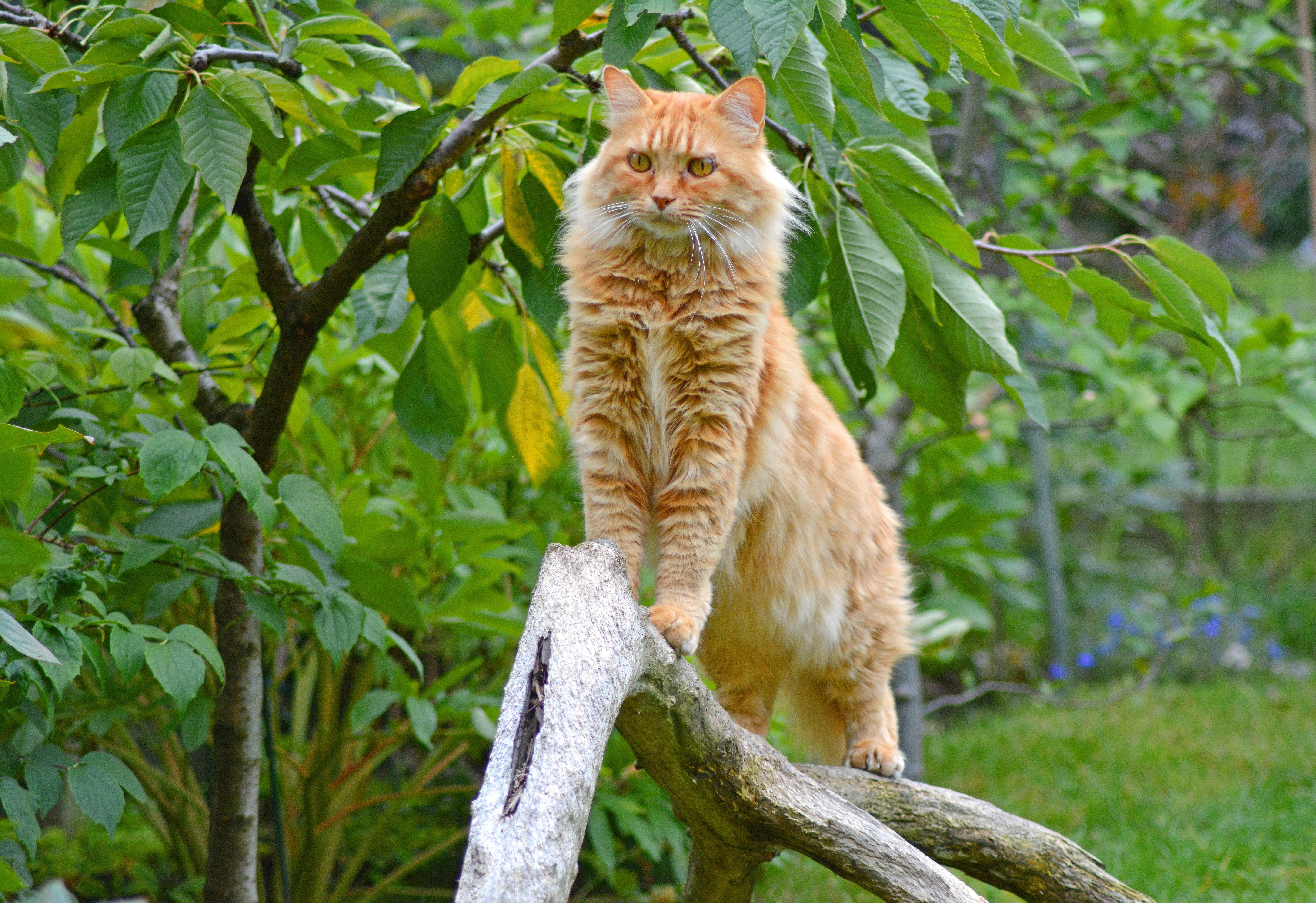 cute, orange, pets, domestic, view, mieze, graceful, animals in the wild, expression, tree, 5K, nature, domestic cat, mammal, plant, cat face, branch, HD Wallpaper