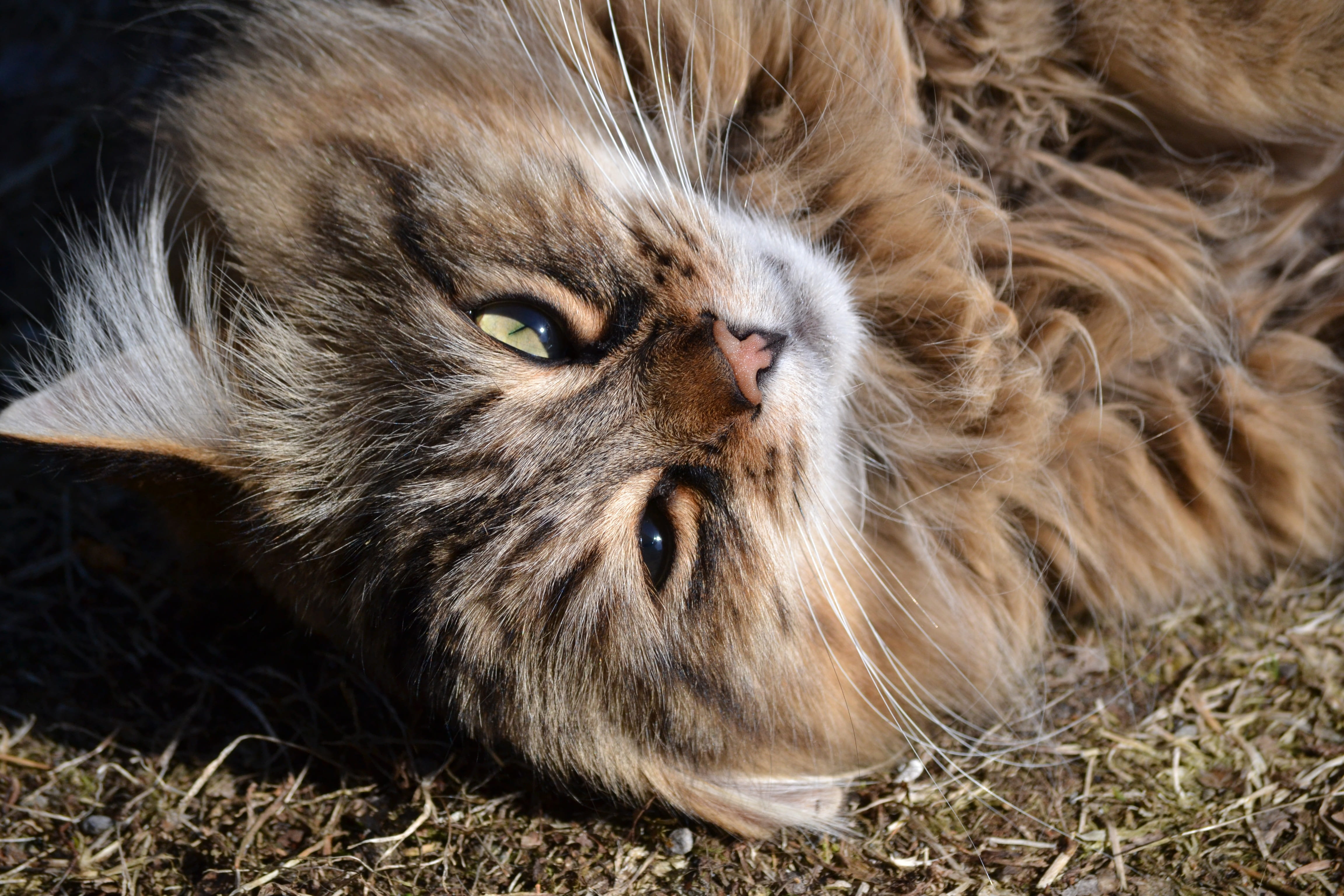 animal eye, looking at camera, one animal, pets, close-up, animal, tabby, no people, feline, 4K, animal themes, pet, day, animal body part, whisker, mammal, HD Wallpaper