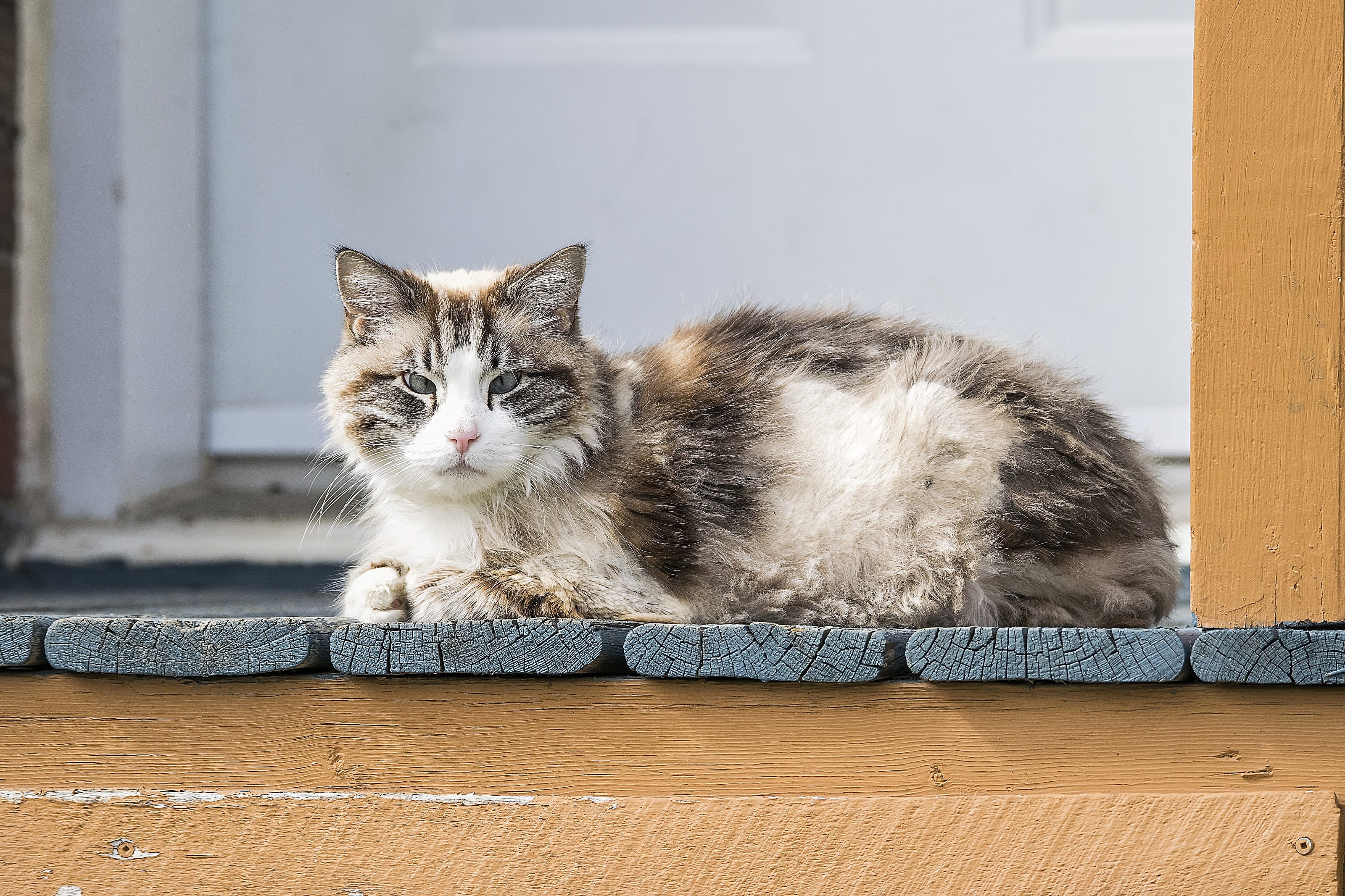 kitty, pets, porch, ragamuffin, 2K, brown, hair, sitting, pet, tabby, domestic, one animal, vertebrate, relaxation, maine coon cat, portrait, domestic cat, HD Wallpaper
