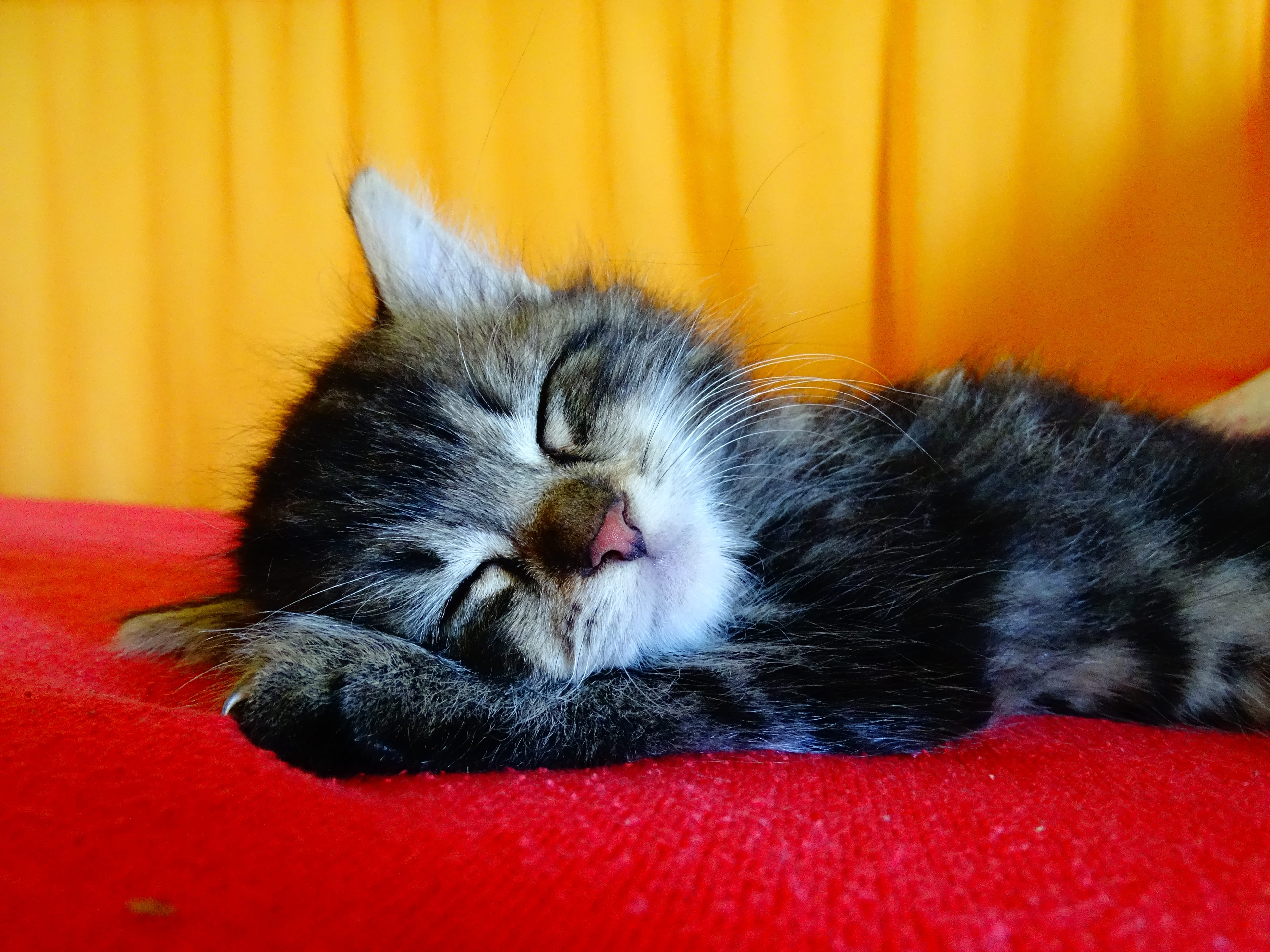 whisker, feline, concerns, pet, close-up, domestic animals, mammal, one animal, no people, cozy, cute, animal themes, eyes closed, 5K, silver, german longhaired pointer, HD Wallpaper