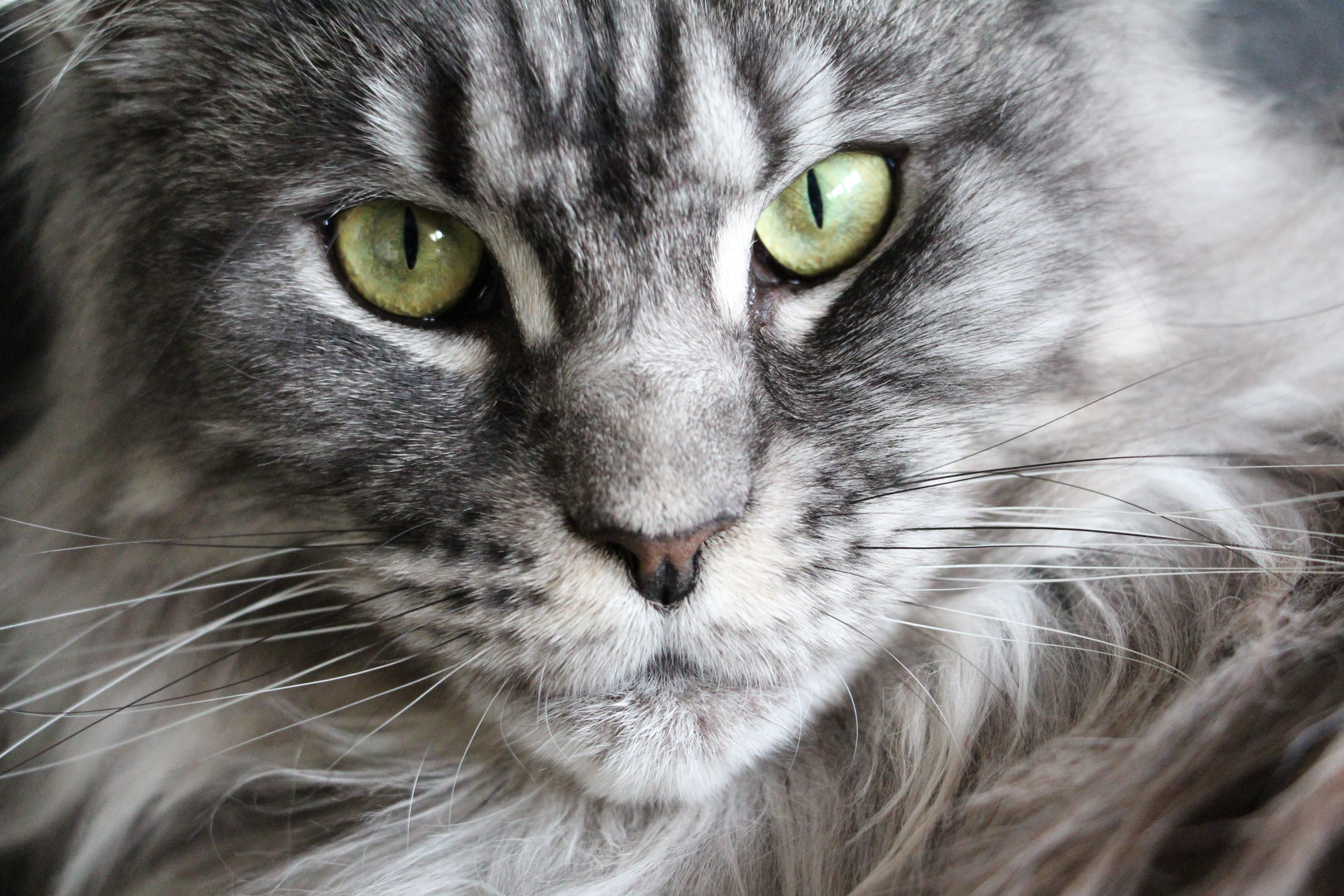 yellow eyes, cat face, hair, fierce, mackerel, mainecoon, no people, pet, animal, looking at camera, animal themes, longhair cat, pets, grey, animal head, HD Wallpaper