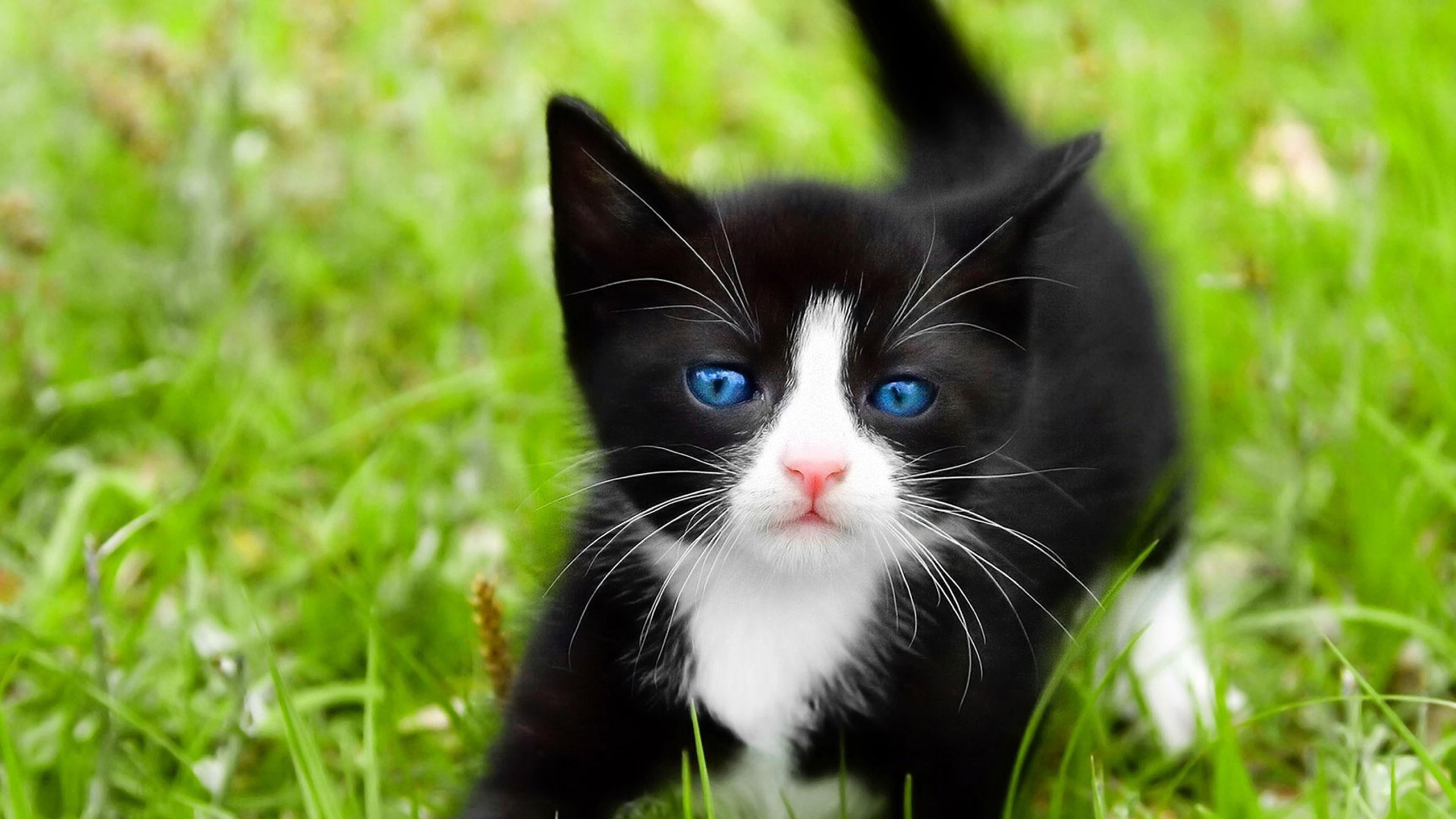 blue eyes, kitty, cat, blurry, grass, cute, 4K, kitten, HD Wallpaper