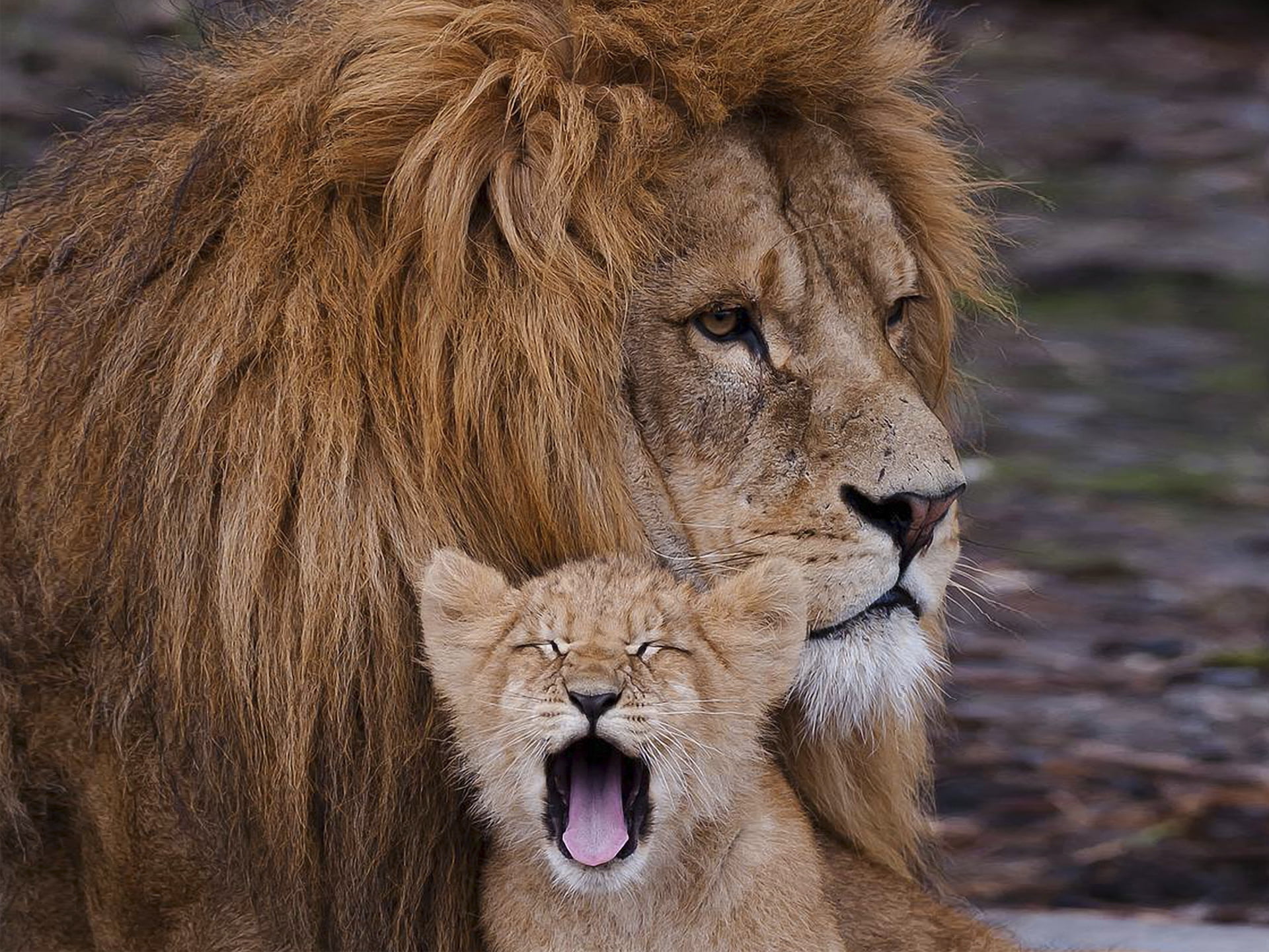 endangered Species, day, animal wildlife, mane, plain, east Africa, animal Head, female Animal, animal body part, kenya, masai Mara National Reserve, ravenous, HD Wallpaper
