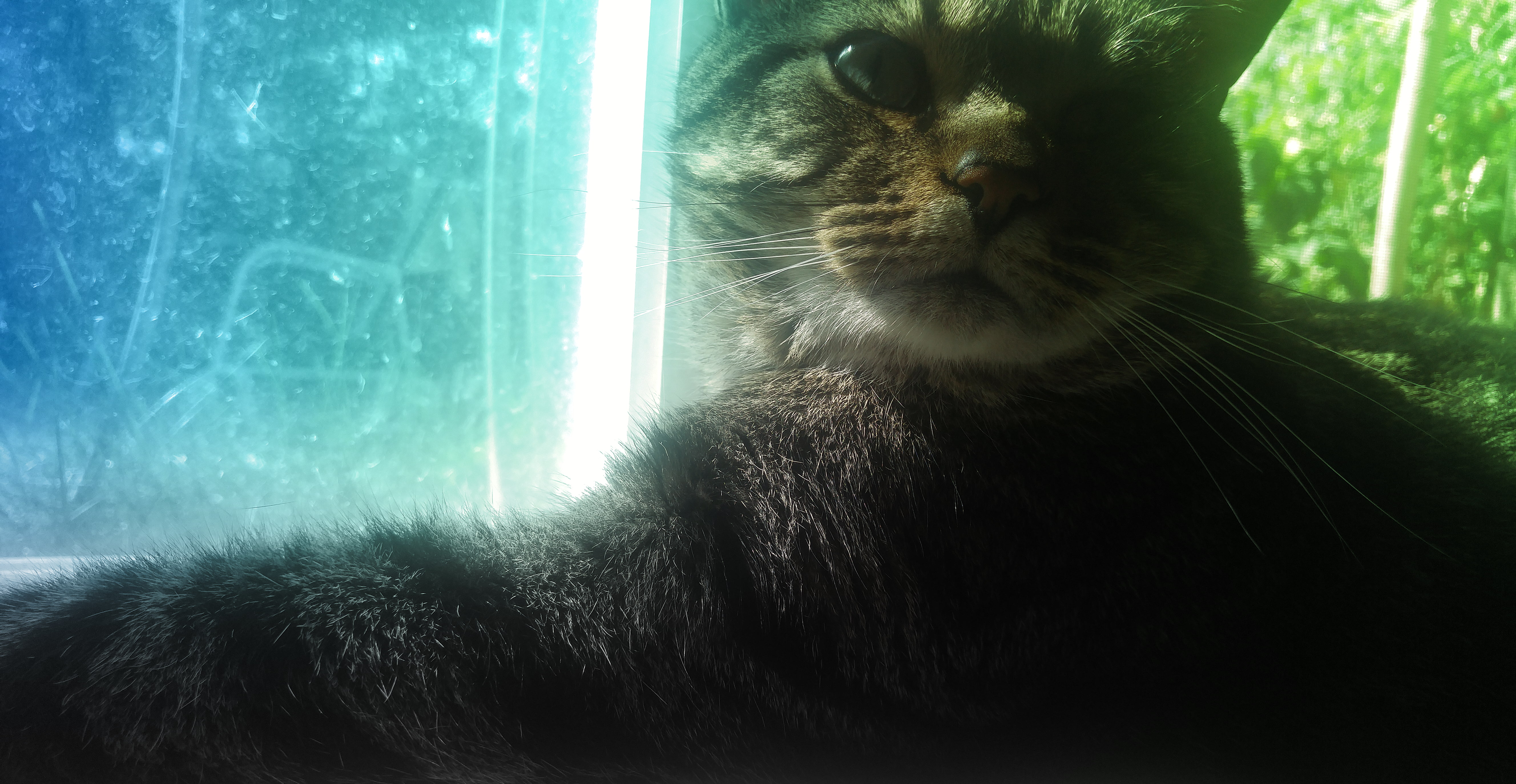 green, cat, blue, Kitty, 5K, HD Wallpaper