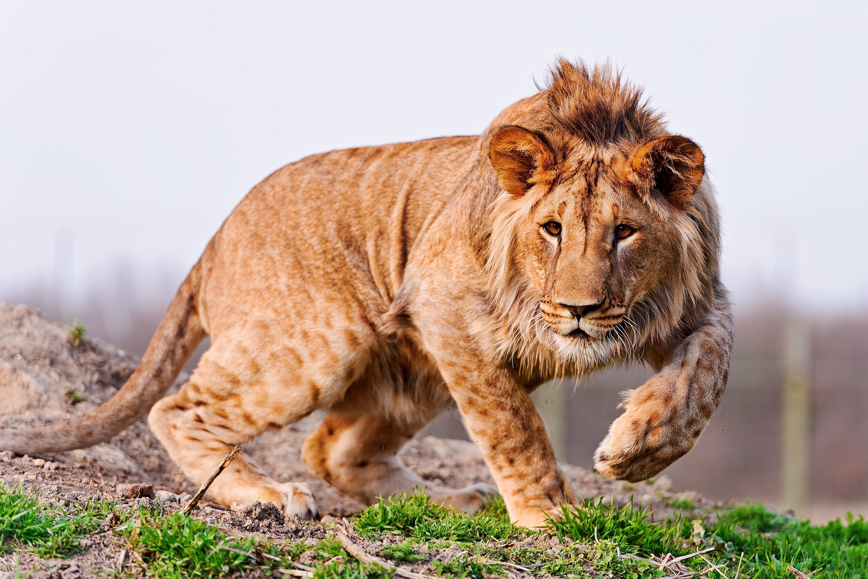 care, wildlife, masai Mara National Reserve, national Park, one animal, plain, mammal, look, large, nature, east Africa, undomesticated Cat, majestic, 2K, HD Wallpaper