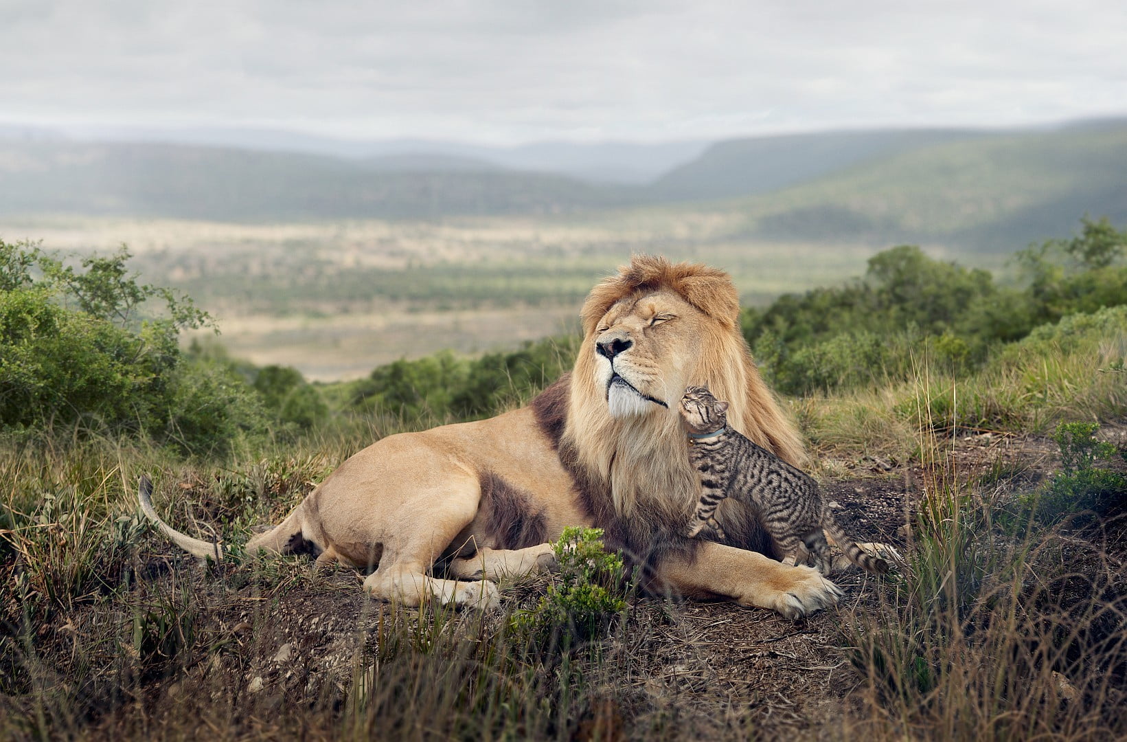 vertebrate, plant, grass, safari Animals, mane, outdoors, east Africa, savannah, adult, animal, pets, majestic, carnivore, predator, masai Mara National Reserve, HD Wallpaper
