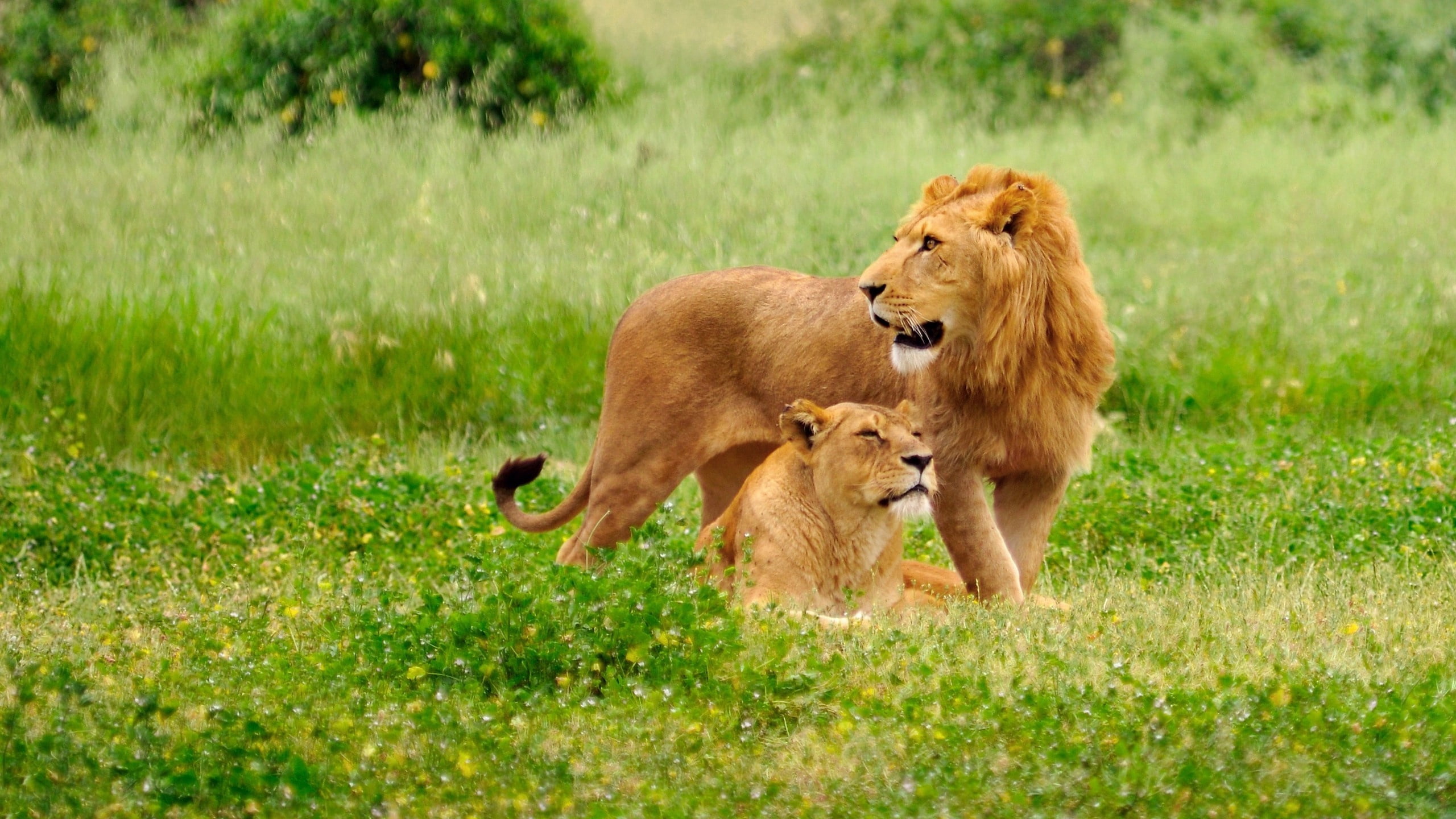 undomesticated Cat, wildlife, outdoors, two animals, pets, animal themes, male Animal, plant, serengeti National Park, group of animals, lion, animal wildlife, HD Wallpaper