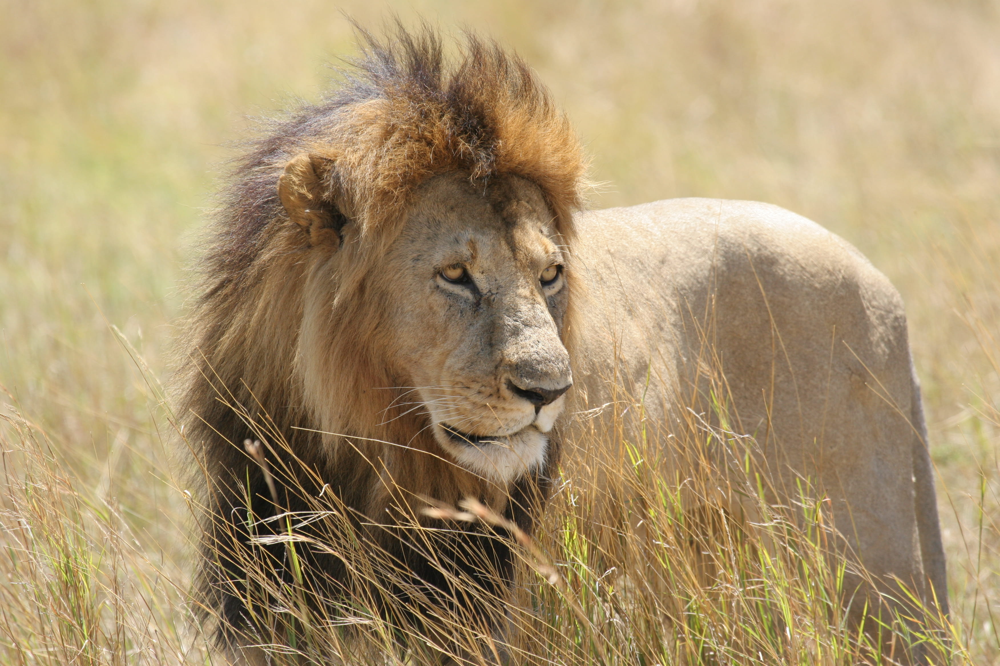 green, animal head, lion, big cat, profile view, mane, field, day, animal wildlife, outdoors, animal, vegetation, nairobi, vertebrate, one animal, 2K, HD Wallpaper