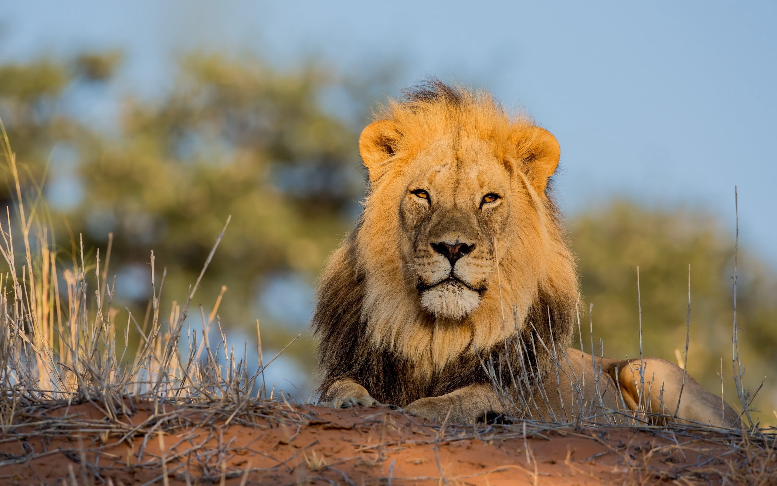 lioness, masai Mara National Reserve, male Animal, mammal, lion, vertebrate, land, portrait, animal wildlife, large, south Africa, national Park, wildlife Reserve, HD Wallpaper