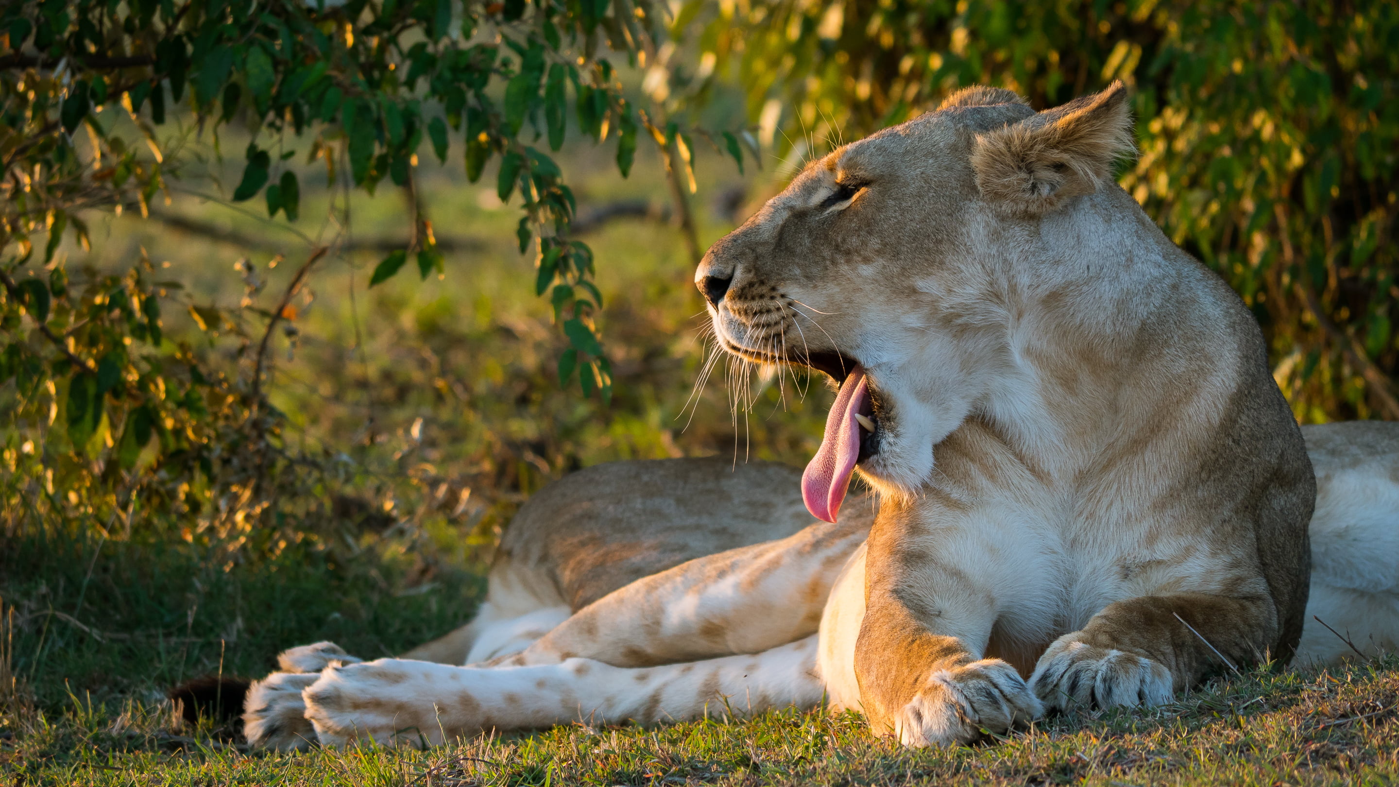 lioness, mouth open, big Cat, outdoors, jaws, wilderness Area, plant, kenya, protruding tongue, no People, tanzania, national Park, plain, animals Hunting, HD Wallpaper