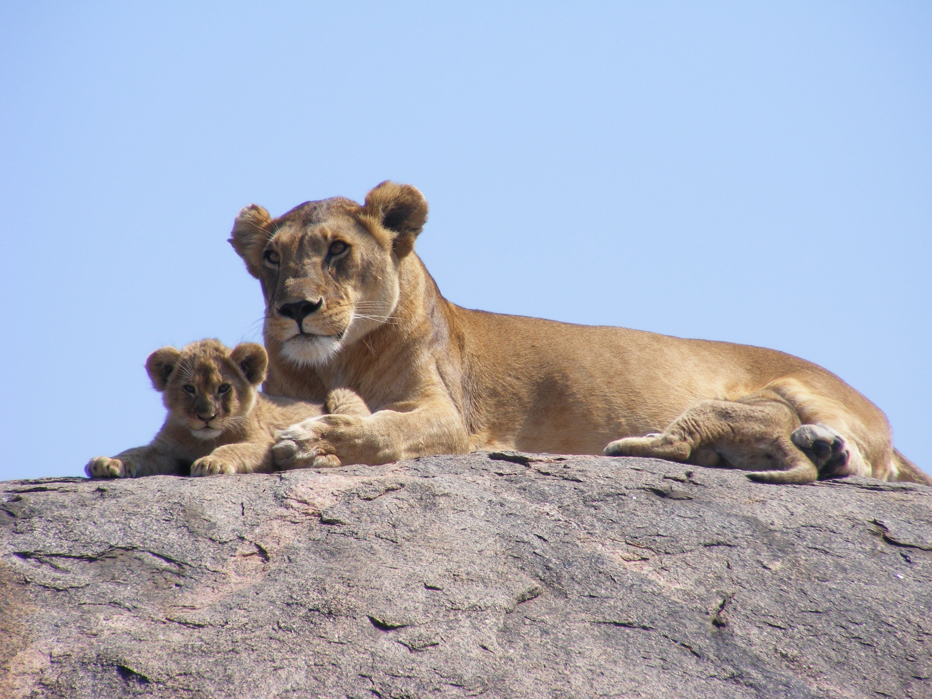 rock - object, wildlife Reserve, nature, mammal, animals Hunting, safari, female Animal, safari Animals, no people, wildlife, feline, savannah, fur, relaxation, HD Wallpaper