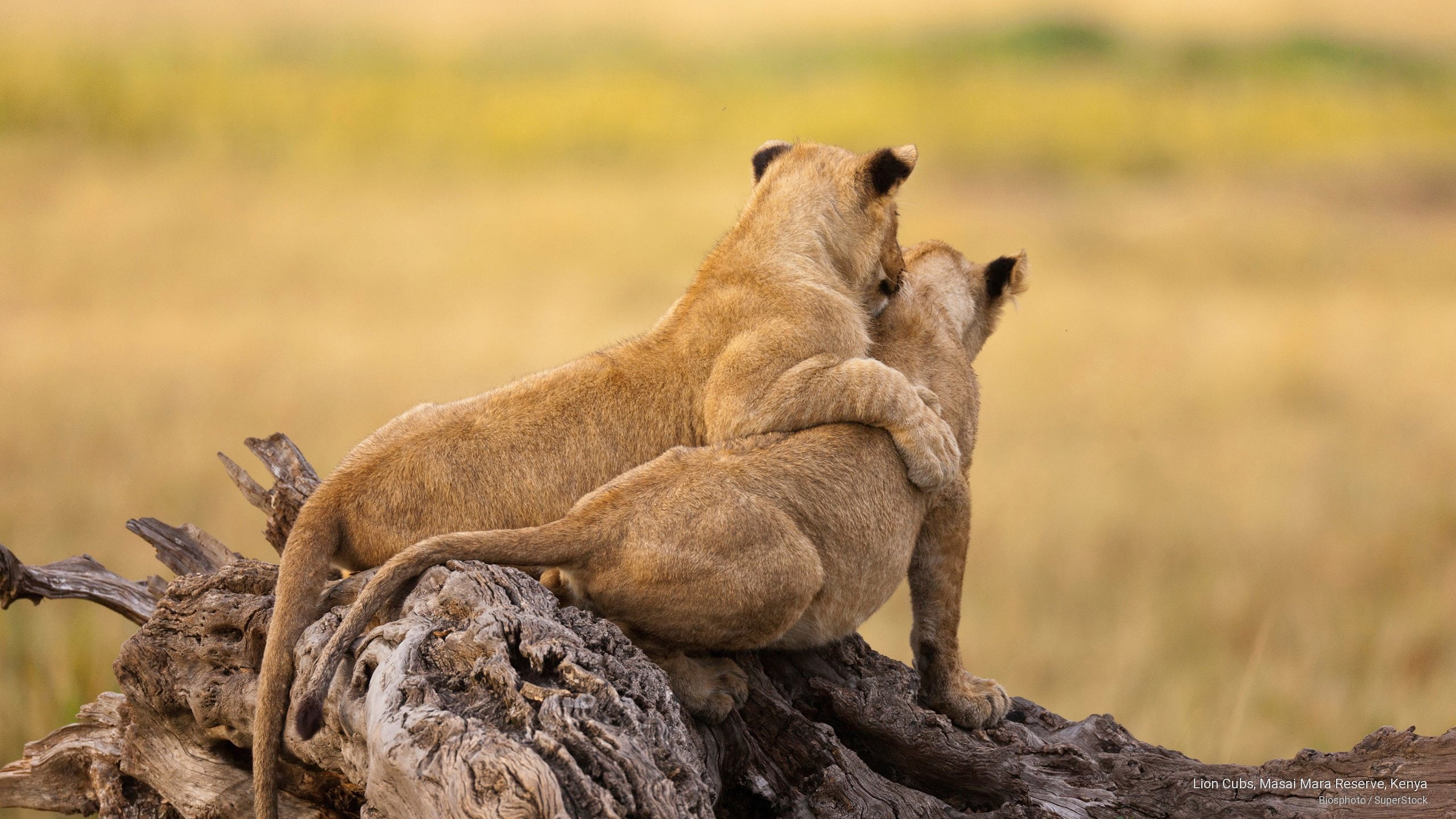 reserve, kenya, mara, lion, cubs, masai, Animals, 2K, HD Wallpaper
