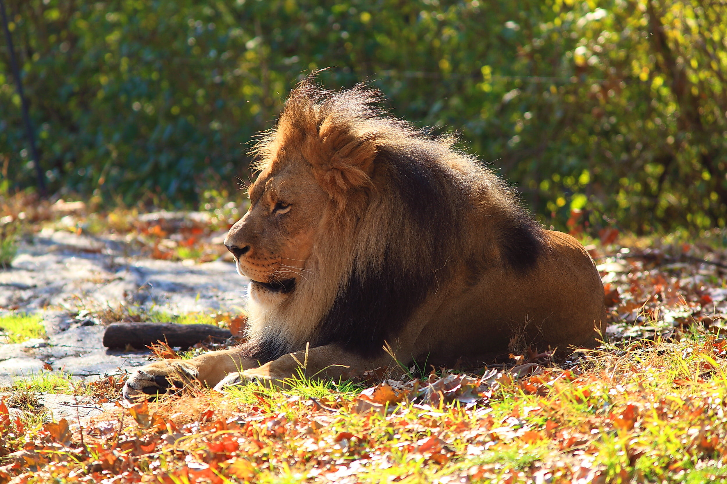 no people, feline, nature, grass, danger, forest, lion - Feline, wildlife, brown, looking away, day, wilderness Area, animal, foliage, 1080P, outdoors, HD Wallpaper