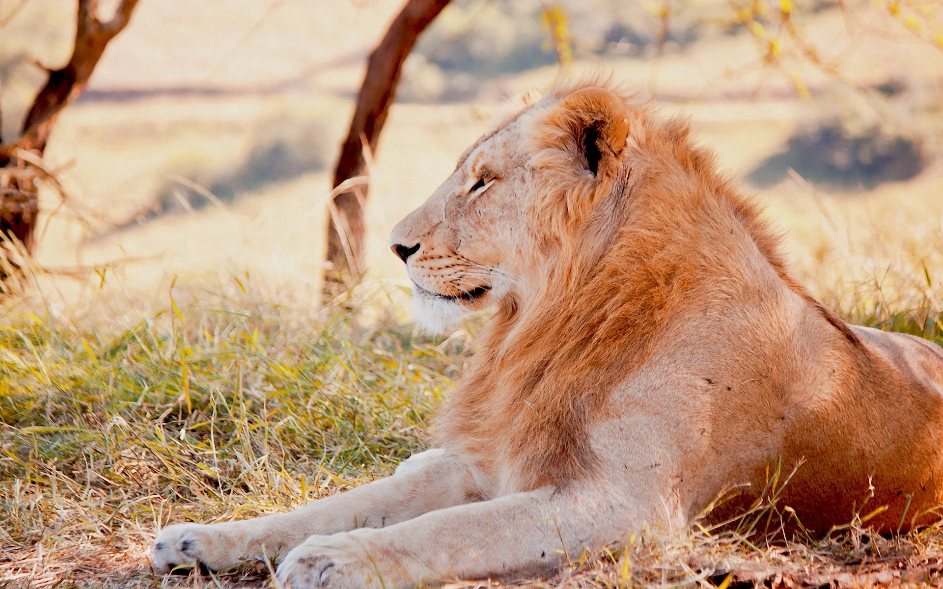 close-up, carnivora, safari, plain, brown, no People, animal wildlife, feline, female Animal, wildlife Reserve, animals In The Wild, vertebrate, field, HD Wallpaper