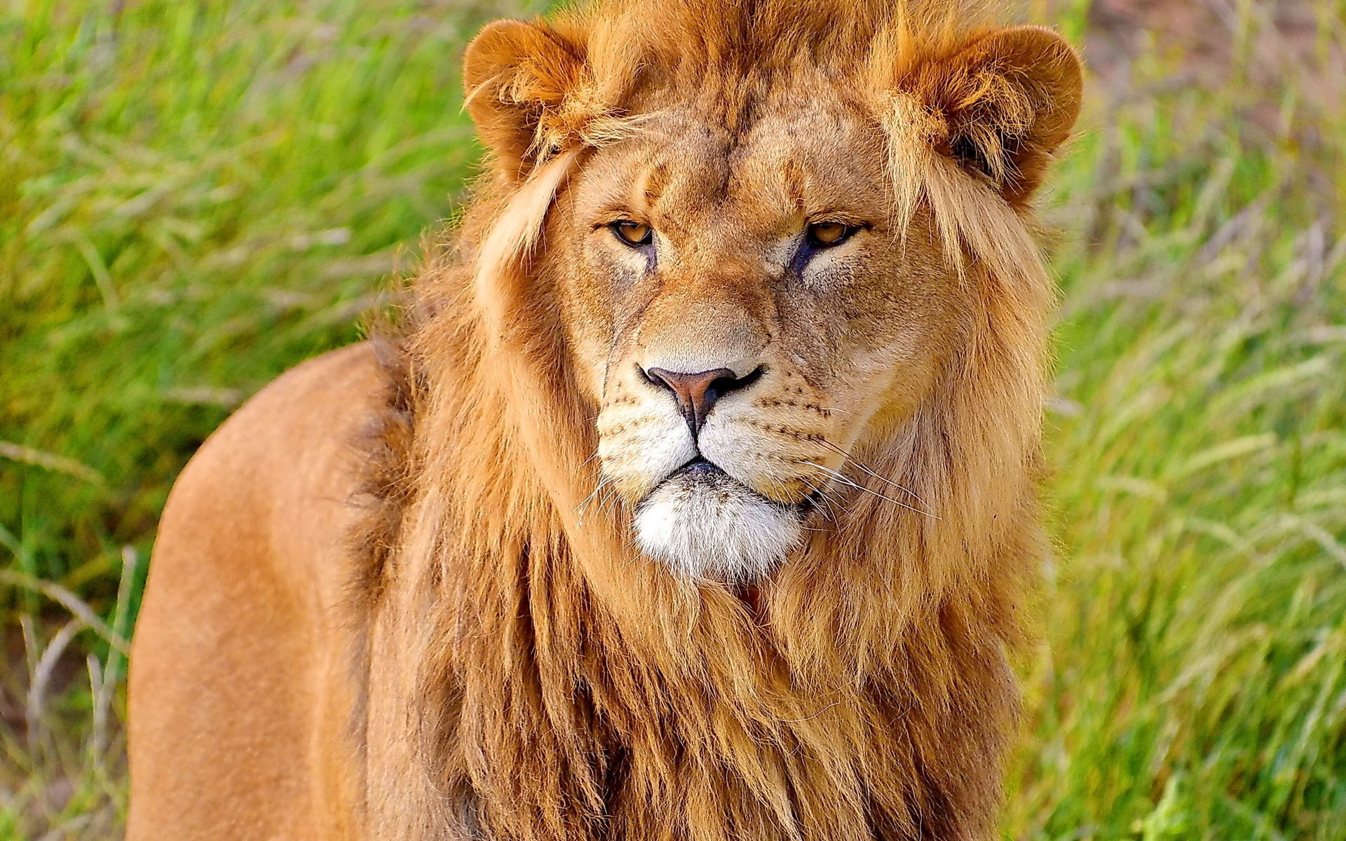 lioness, endangered Species, 1080P, animal themes, savannah, outdoors, safari Animals, animal, carnivora, wildlife Reserve, wildlife, portrait, majestic, HD Wallpaper