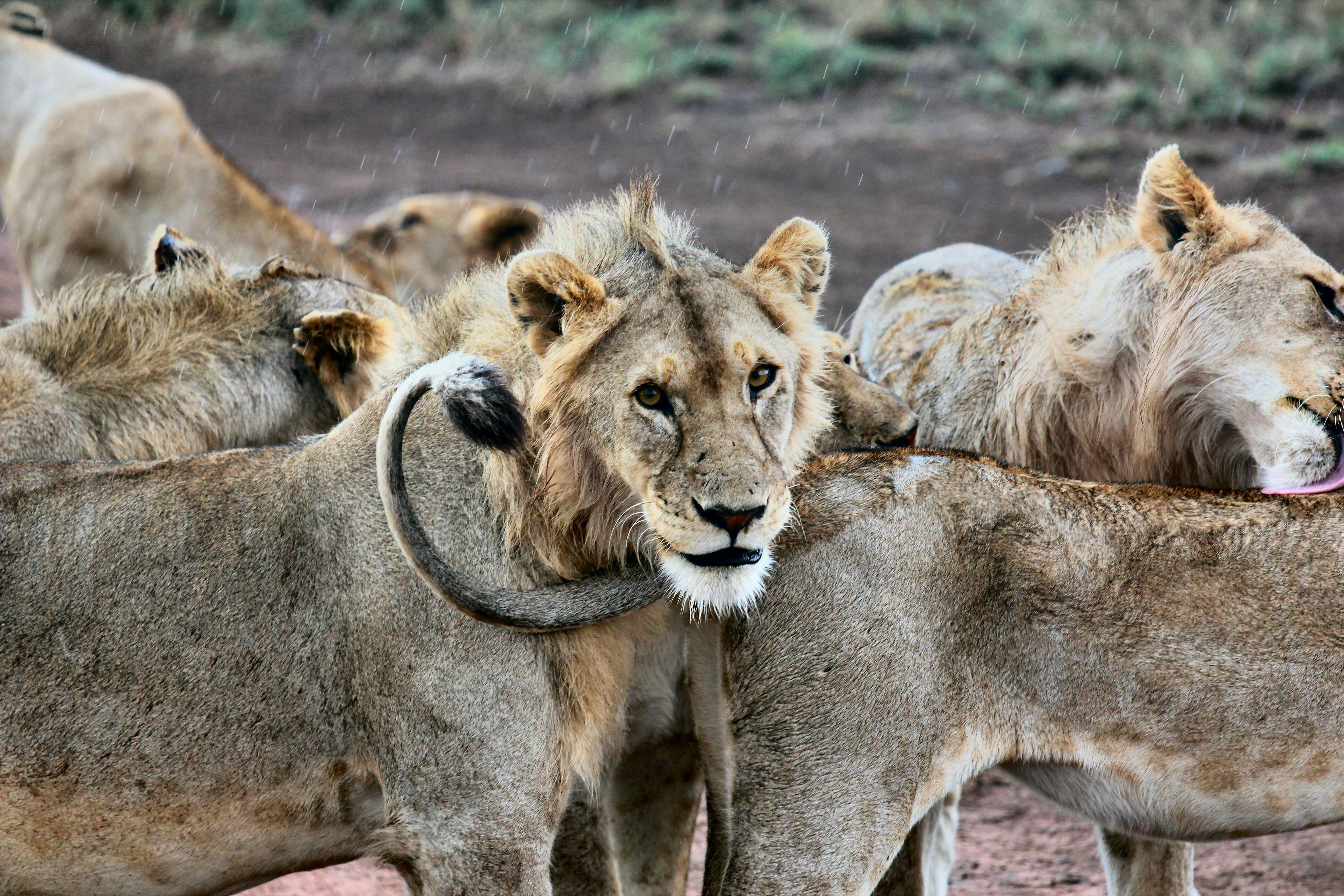 animal wildlife, safari Animals, africa, pets, tanzania, kenya, day, animals And Pets, animal Head, east Africa, 5K, young animal, animal family, mammal, HD Wallpaper