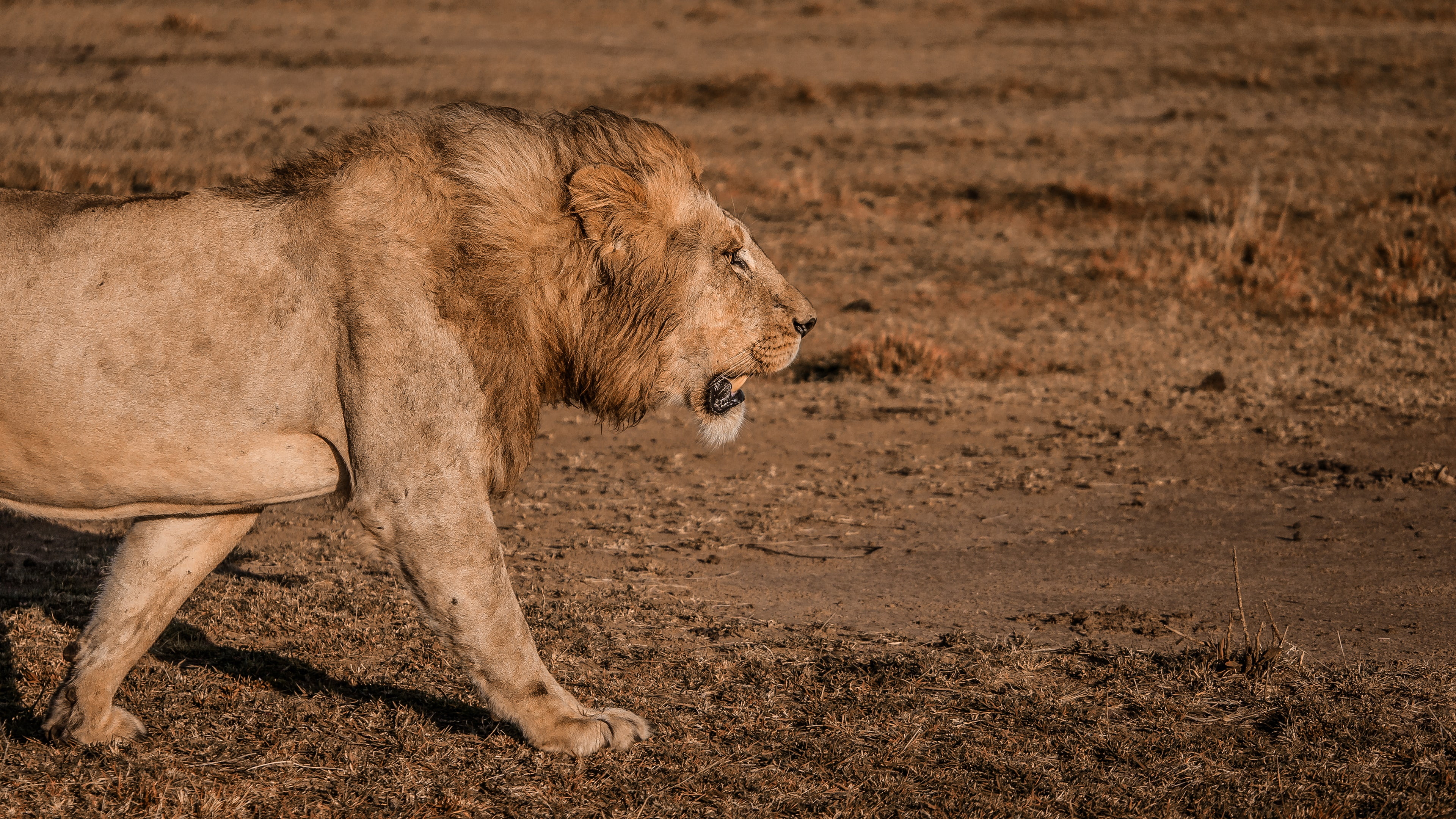 wildlife, side view, animal, one animal, nature, semi-arid, profile view, hunting, masai lion, animal themes, feline, survival, lioness, 4K, big cat, lion, HD Wallpaper