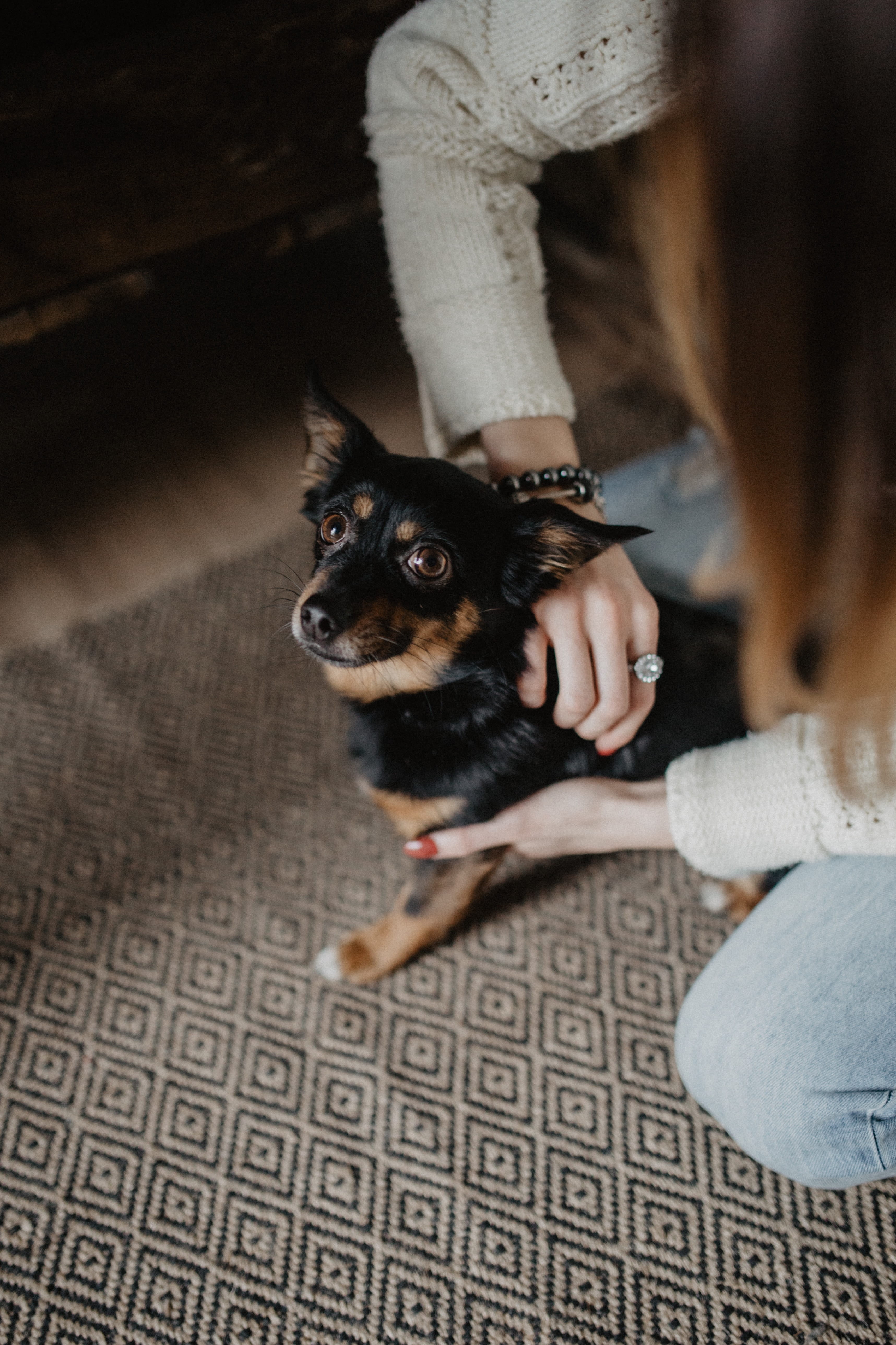 5K, real people, little, people, one animal, home interior, small, petting, canine, girl, cute, vertebrate, pet, lap dog, puppy, dog, pet owner, indoors, Phone HD Wallpaper