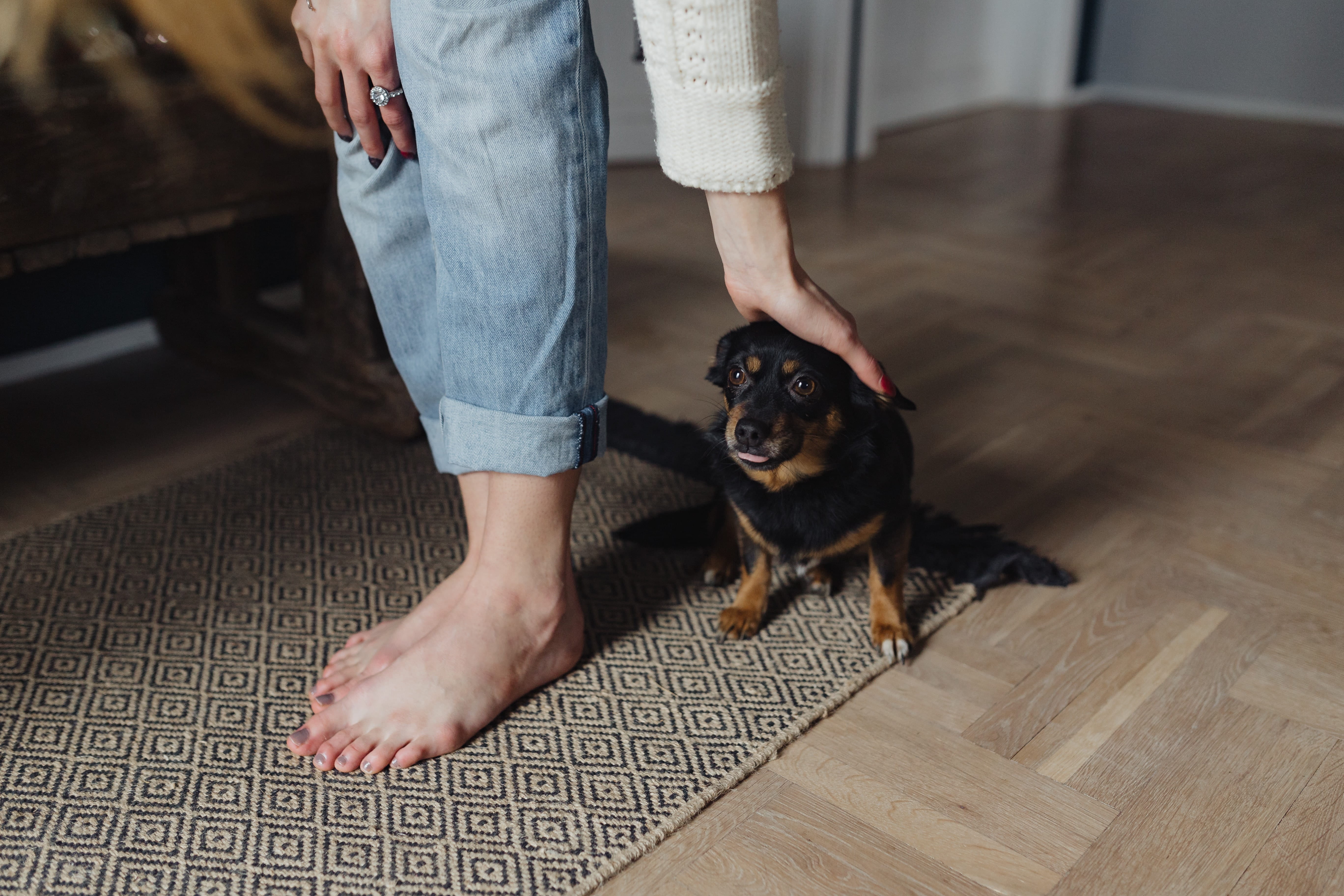 pet owner, petting, one animal, human limb, pet, cute, girl, flooring, jeans, low section, 5K, woman, animal, vertebrate, indoors, canine, small, mammal, HD Wallpaper