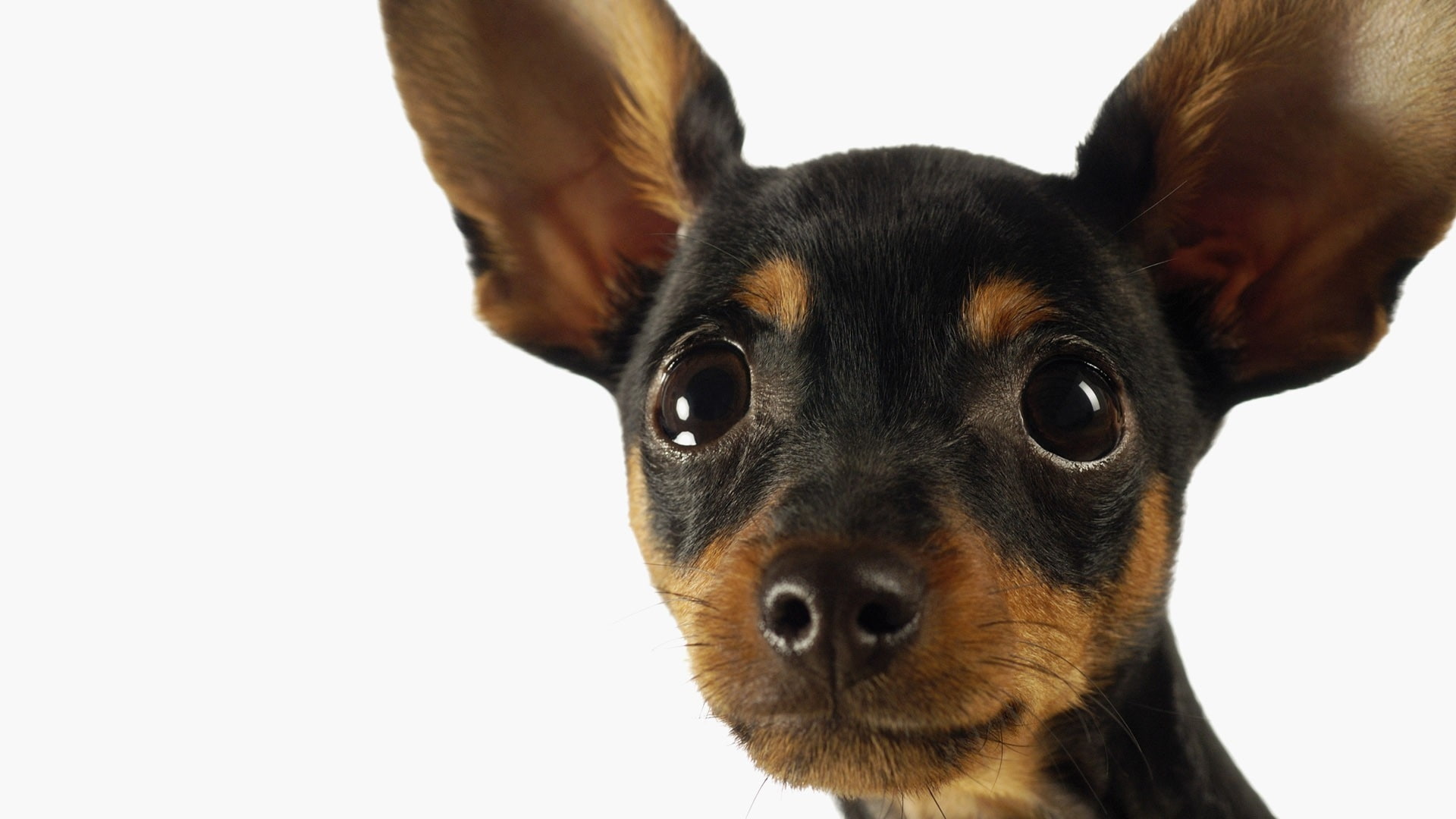 photography, little, minpin, miniature, dogs, pinscher, animals, art, hd, 1080P, x, HD Wallpaper