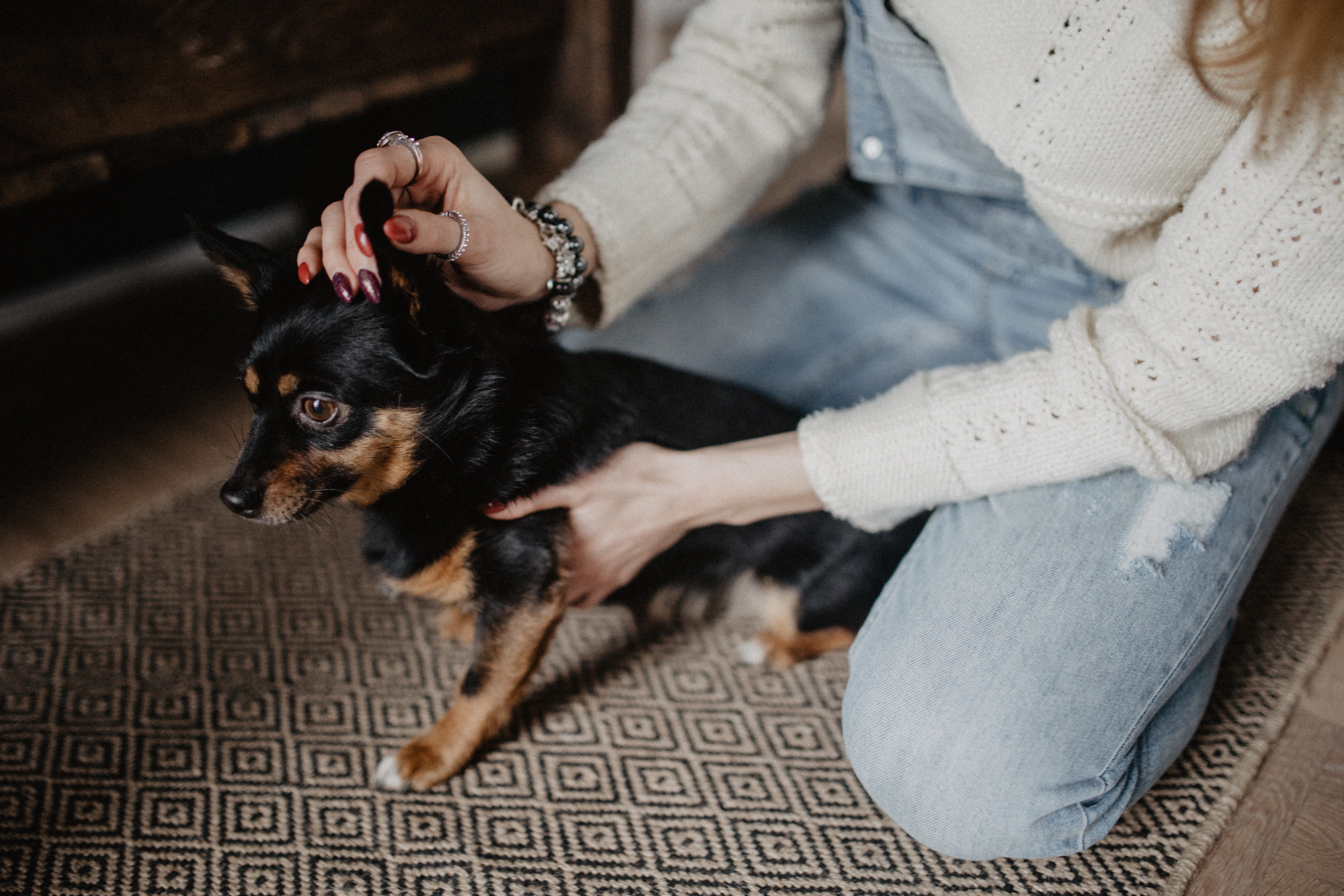 pets, adult, lap dog, pet, 5K, women, indoors, friendship, chihuahua - dog, jeans, puppy, one animal, animal, domestic animals, canine, girl, domestic, HD Wallpaper