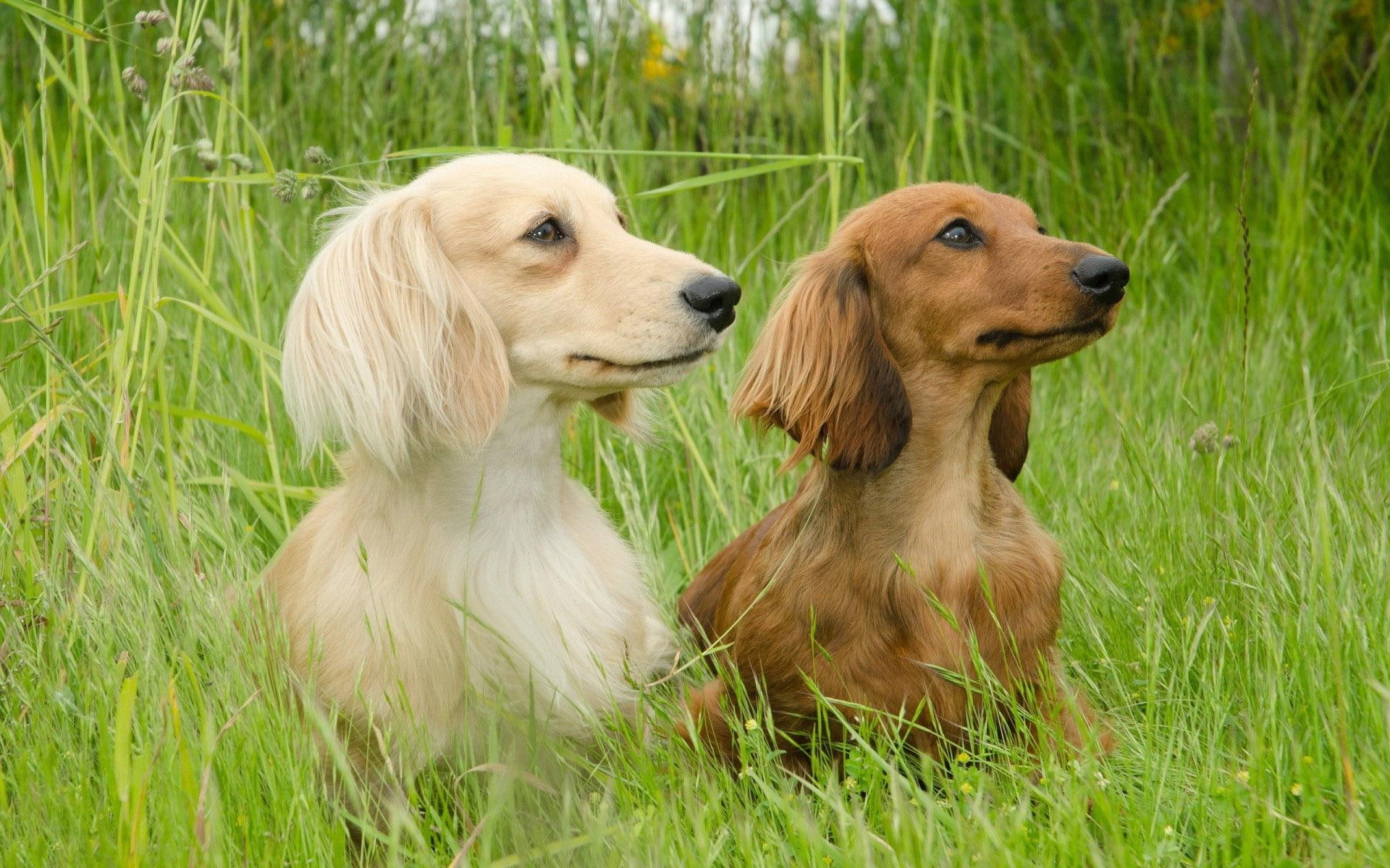 brown, grass, wirehaired, 1080P, animals, dachshund, 1920x1200, dachshunds, HD Wallpaper